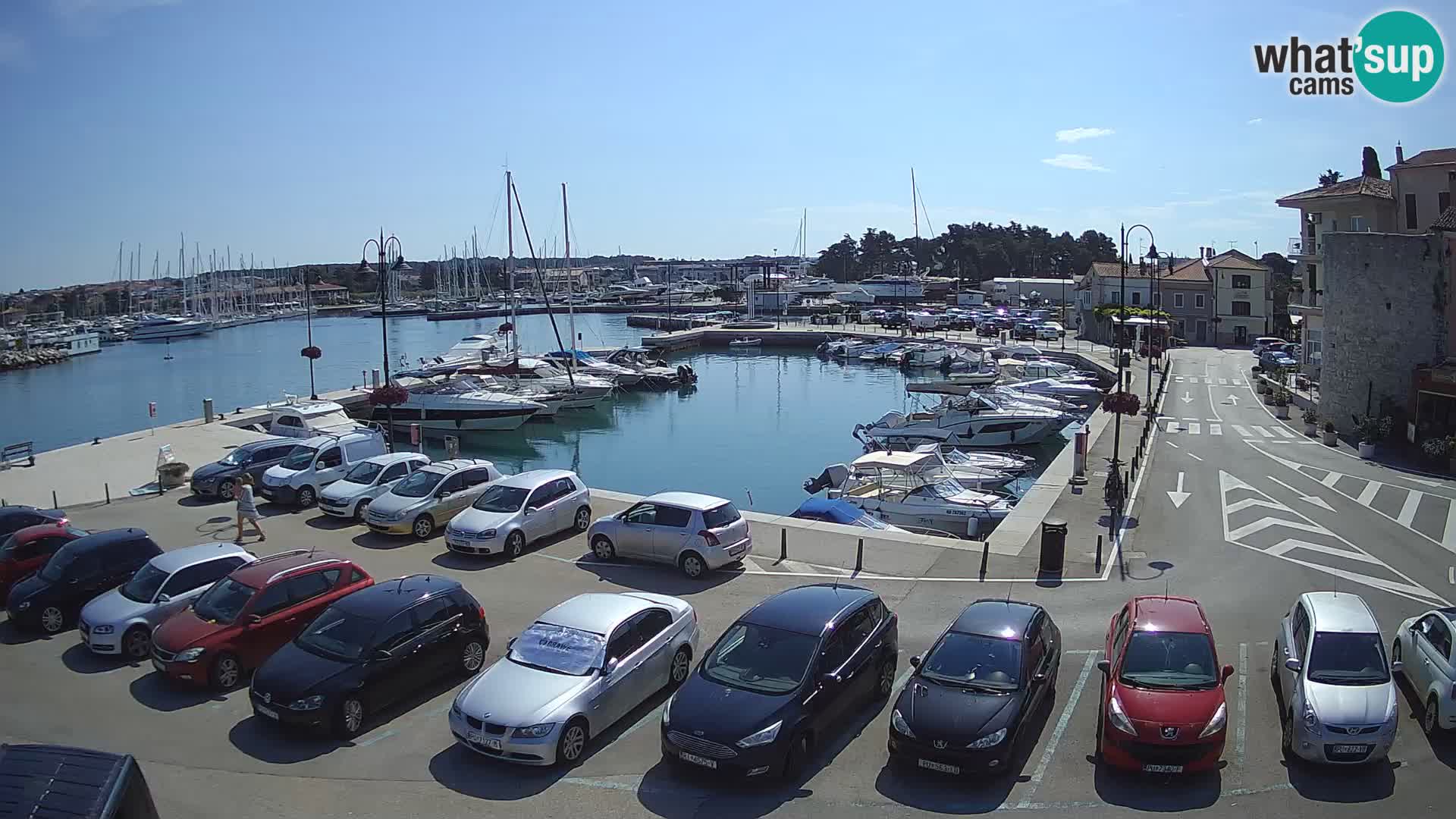 Novigrad | Porporela marina