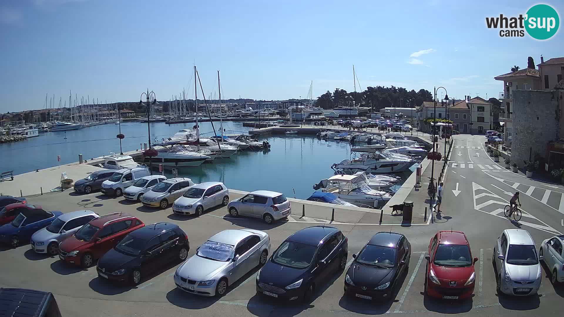 Novigrad | Porporela marina