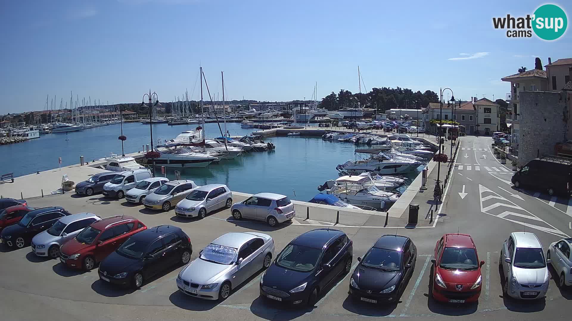 Novigrad | Porporela marina