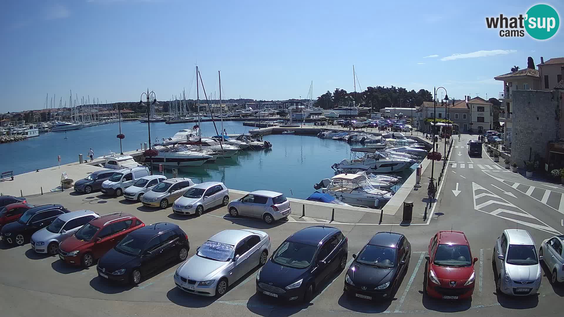 Novigrad | Porporela marina