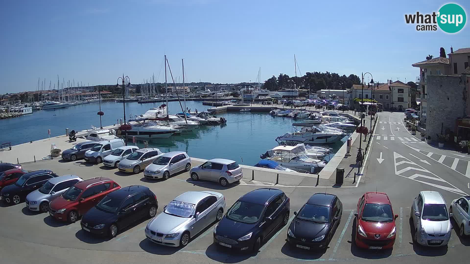 Novigrad | Porporela marina