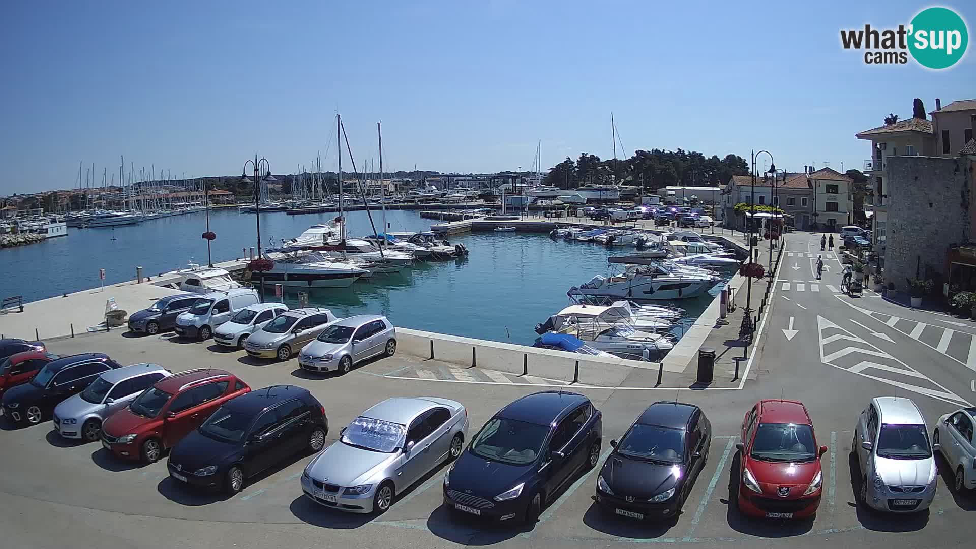 Novigrad | Porporela marina