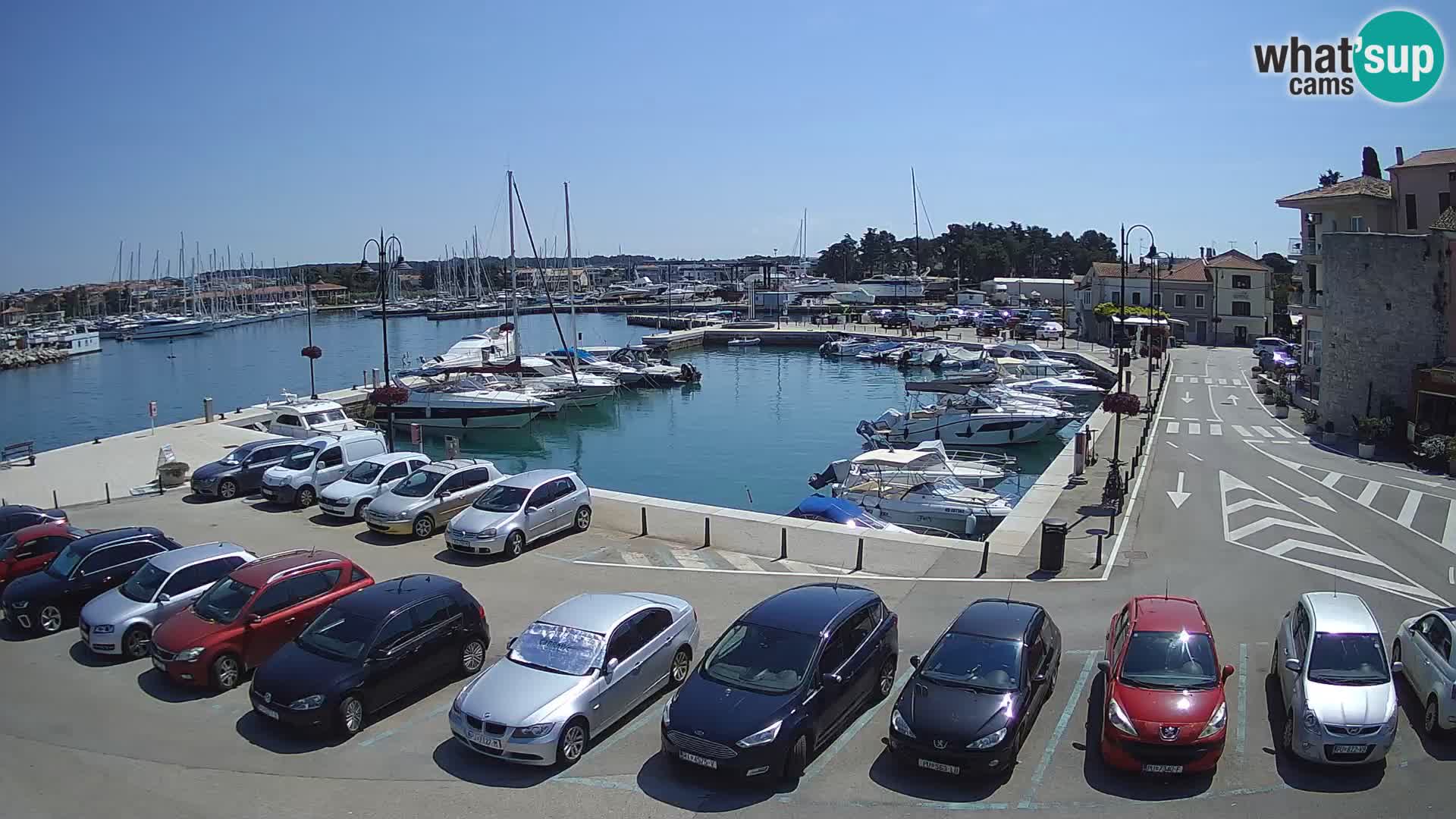Novigrad | Porporela marina