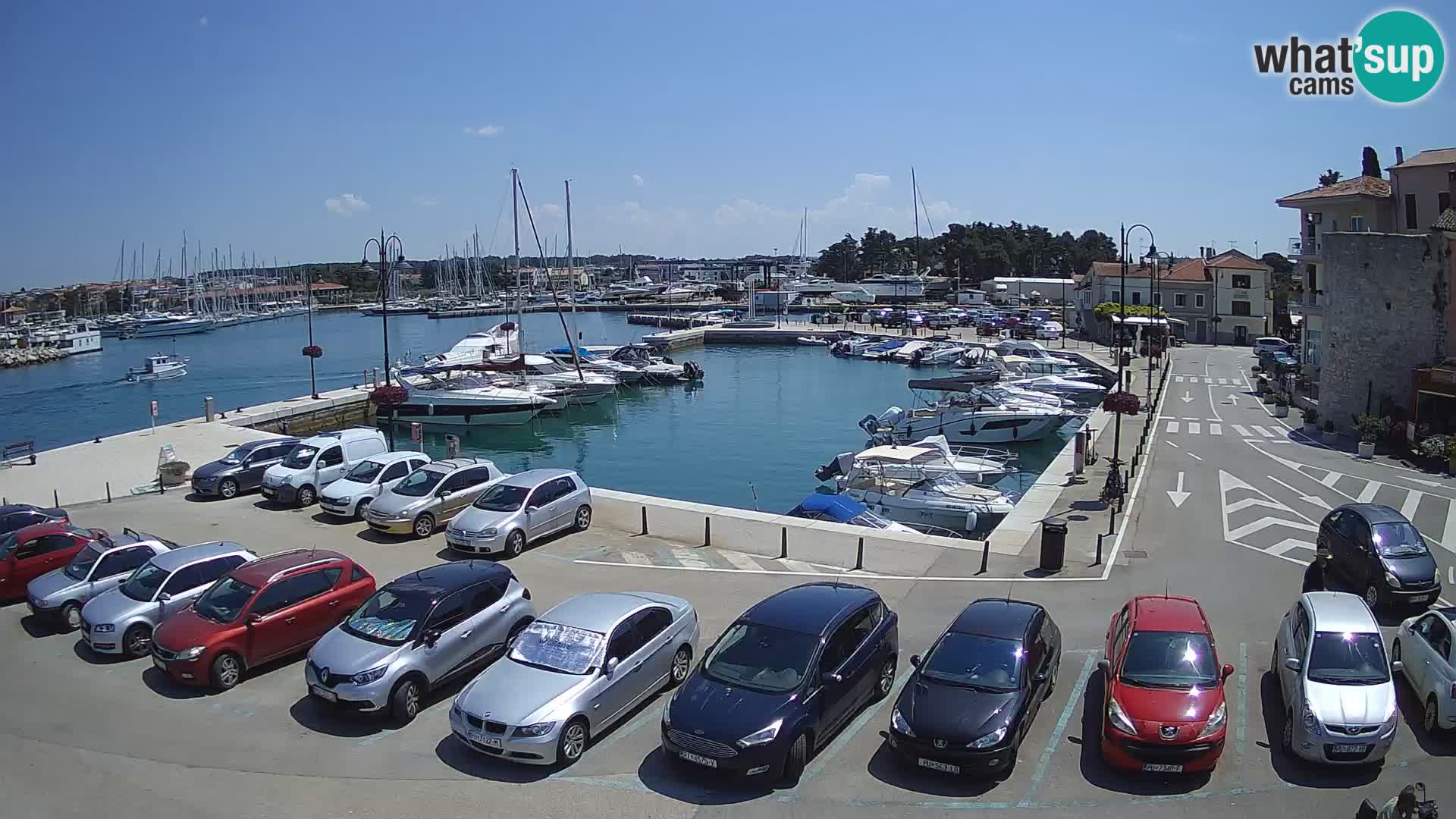 Novigrad | Porporela marina