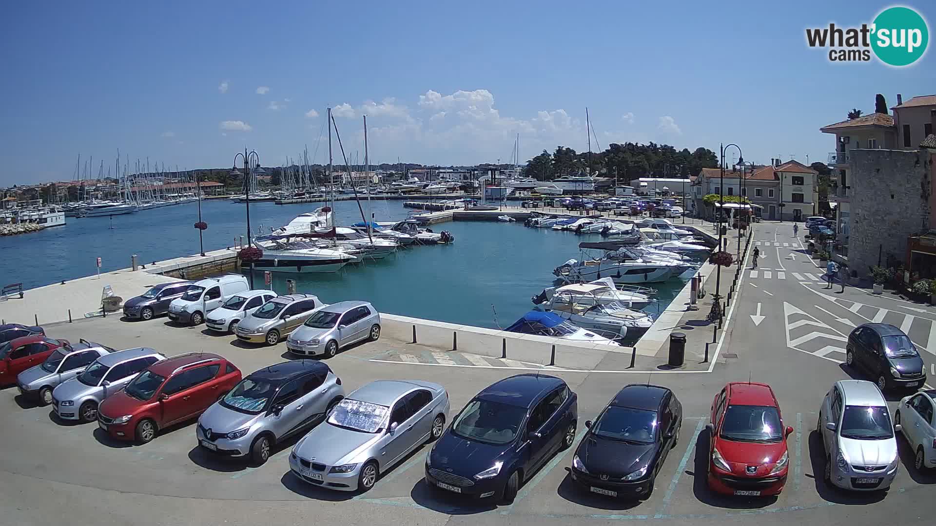 Novigrad | Porporela marina