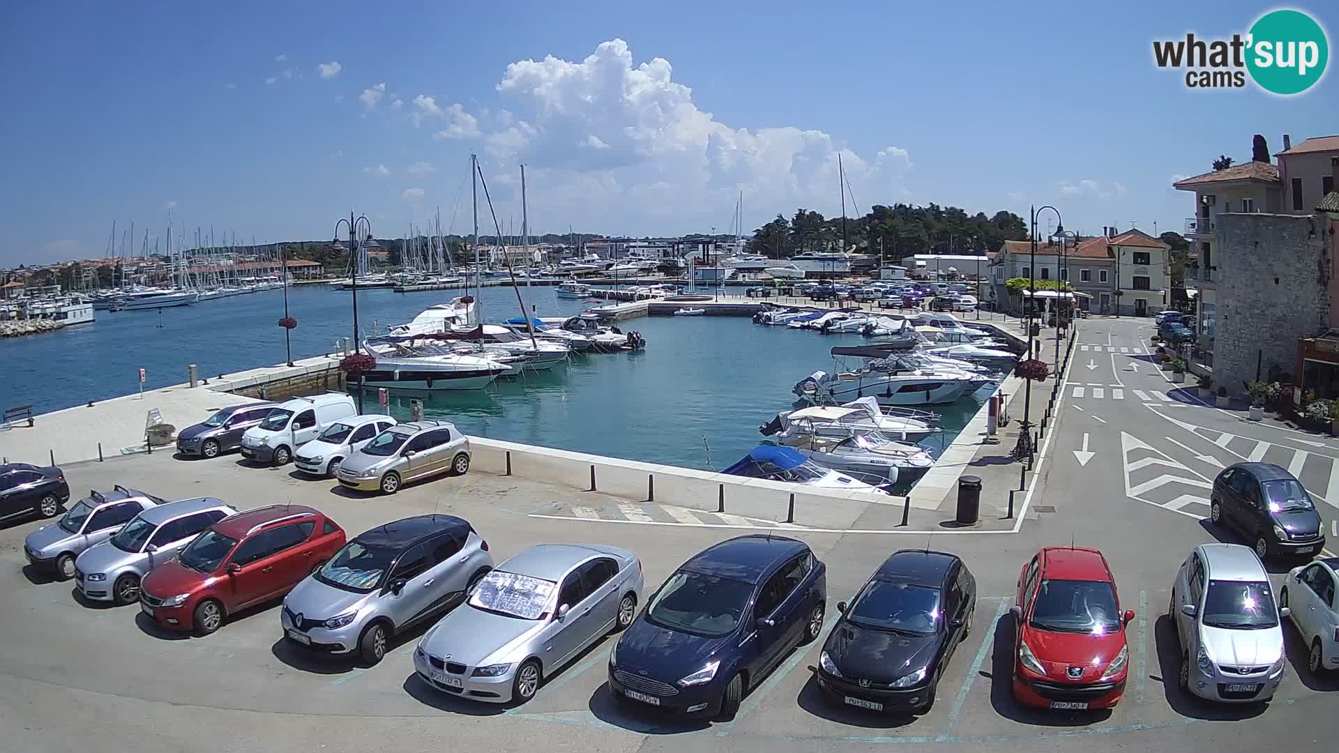 Novigrad | Porporela marina
