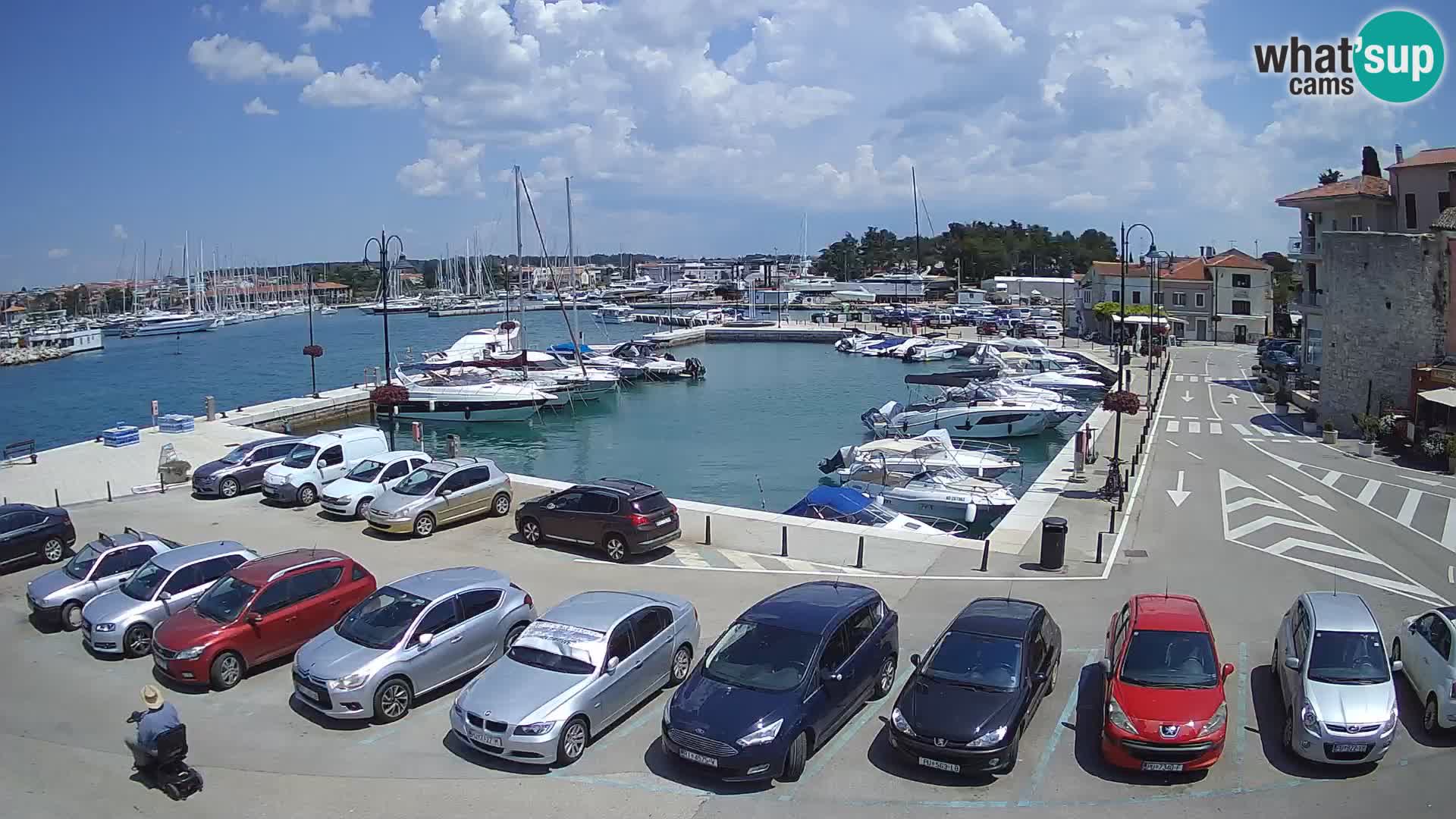 Novigrad | Porporela marina