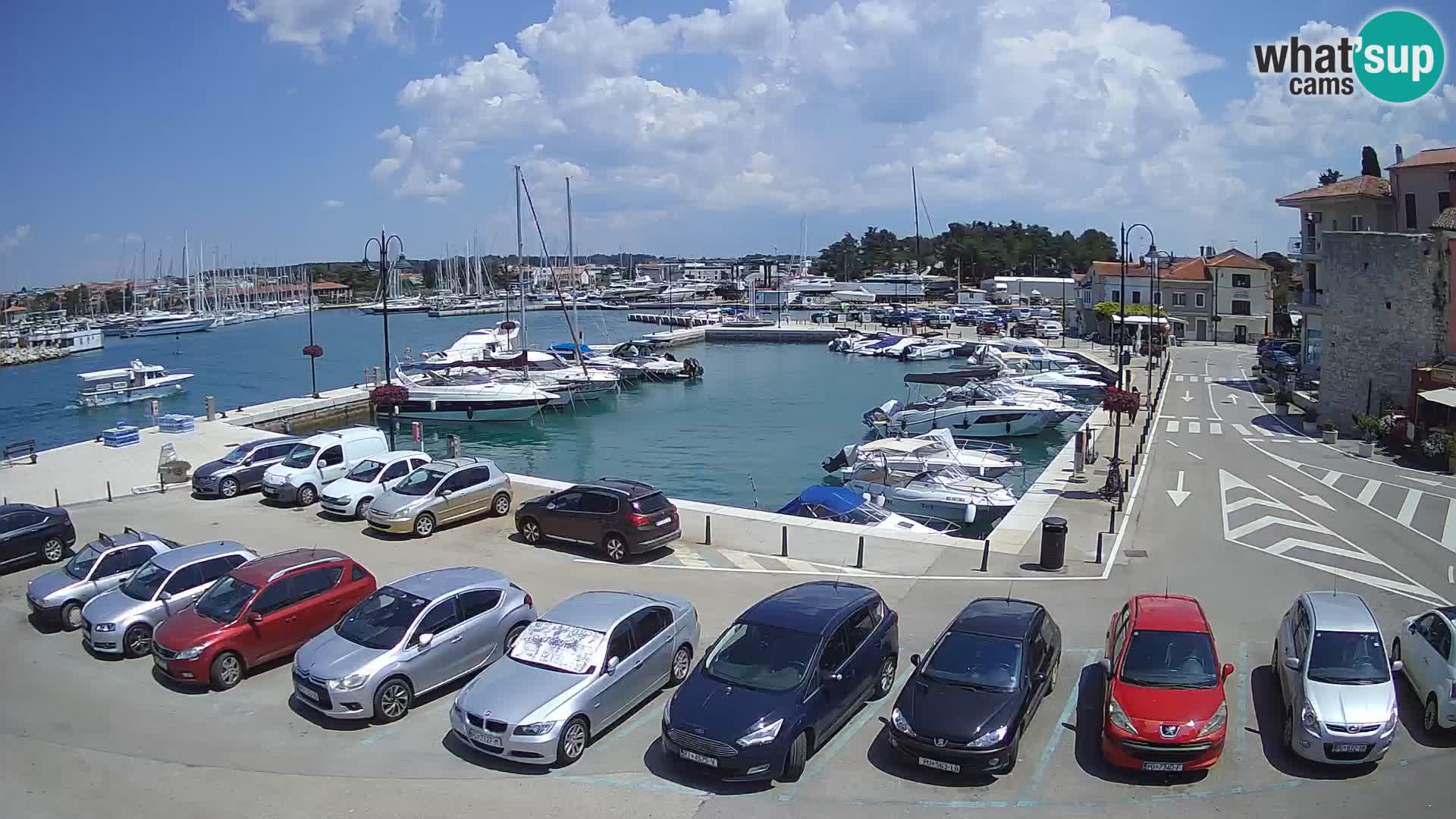 Novigrad | Porporela marina