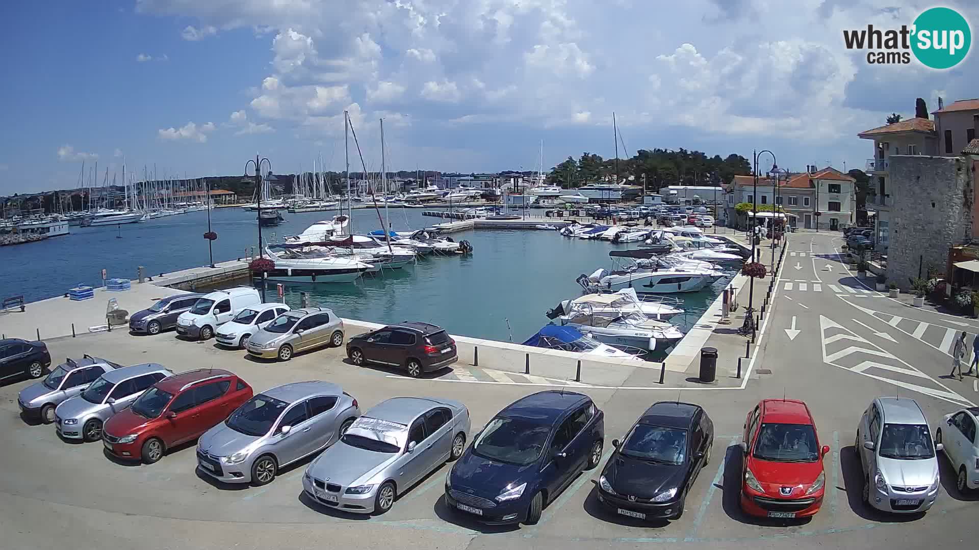Novigrad | Porporela marina