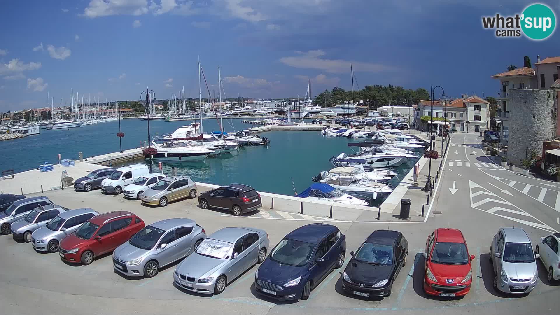 Novigrad | Porporela marina