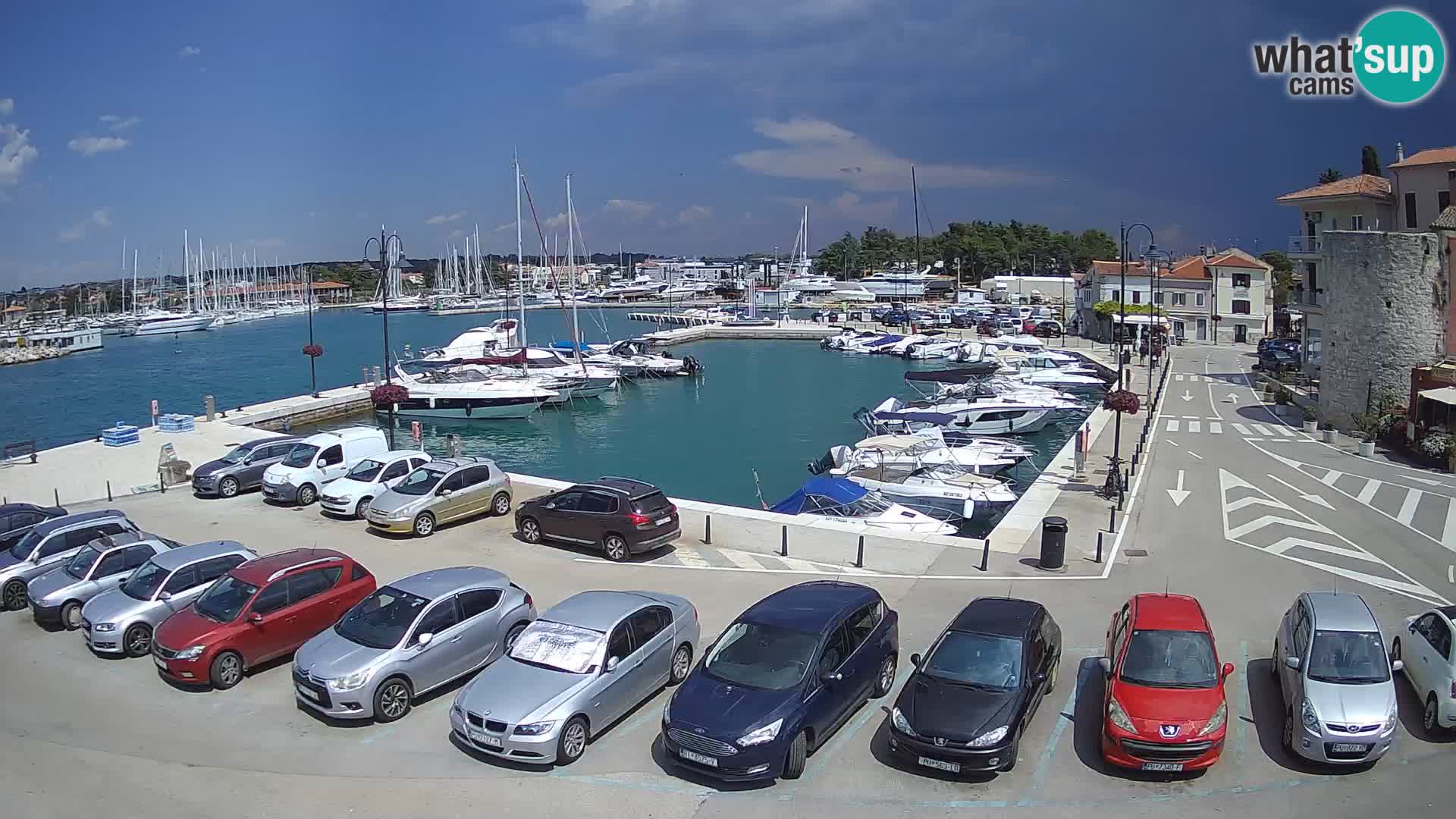 Novigrad | Porporela marina