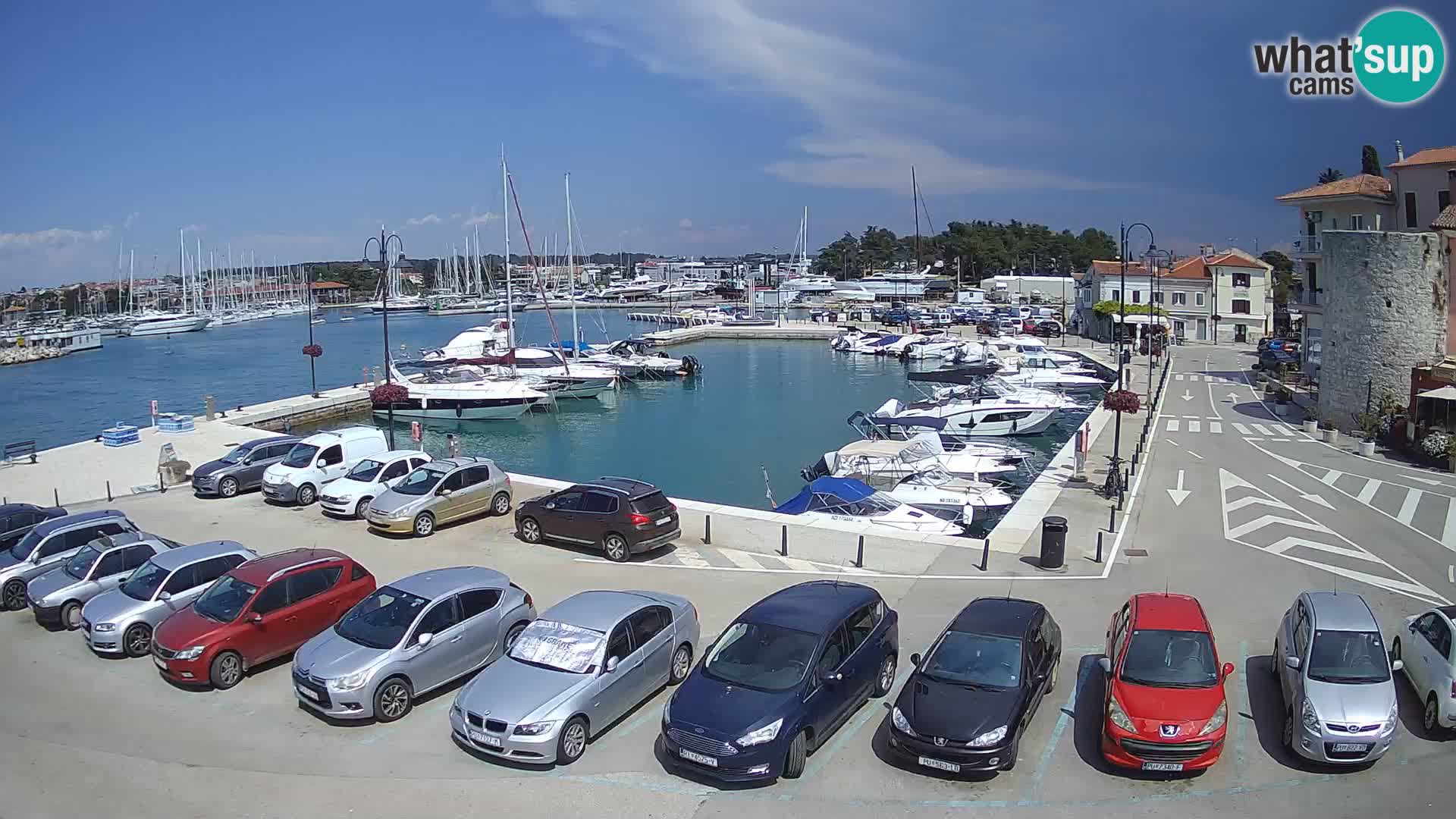 Novigrad | Porporela marina
