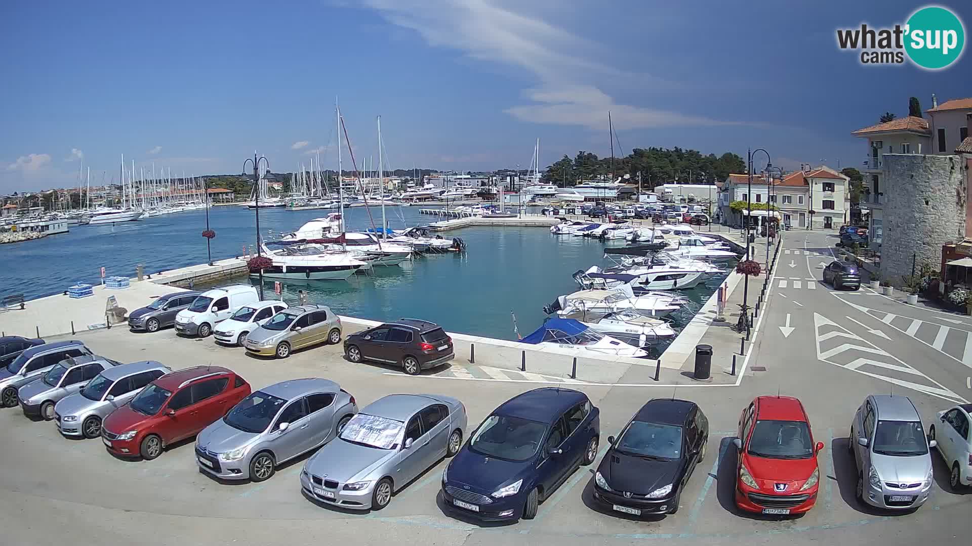 Novigrad | Porporela marina