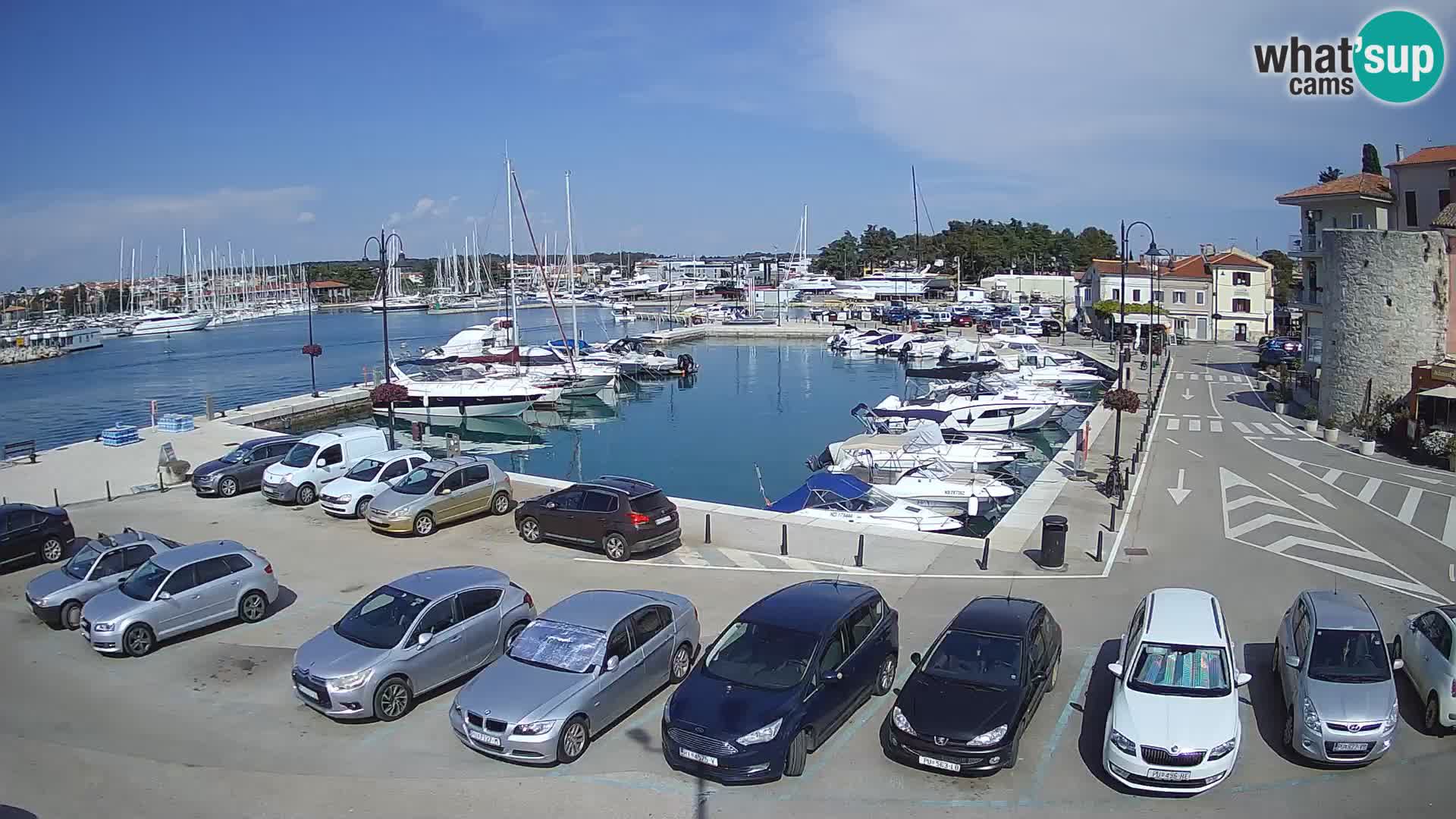 Novigrad | Porporela marina