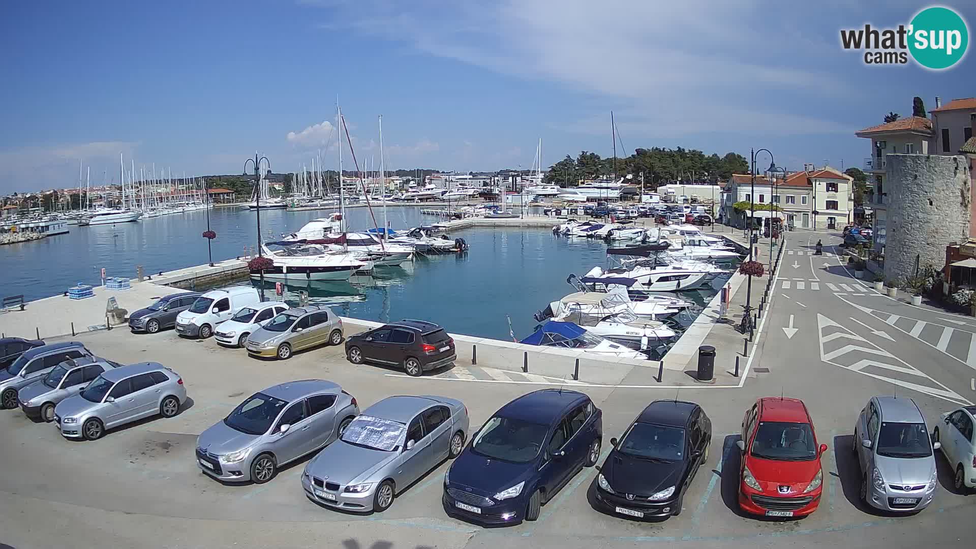 Novigrad | Porporela marina