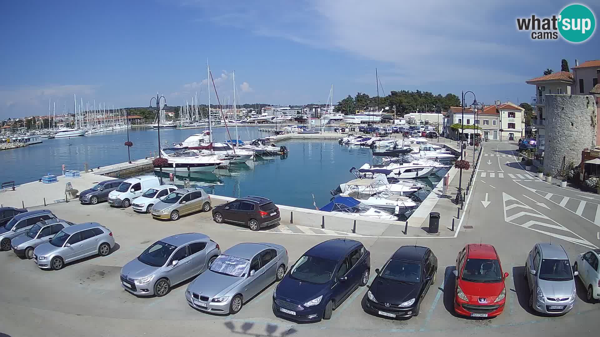 Novigrad | Porporela marina