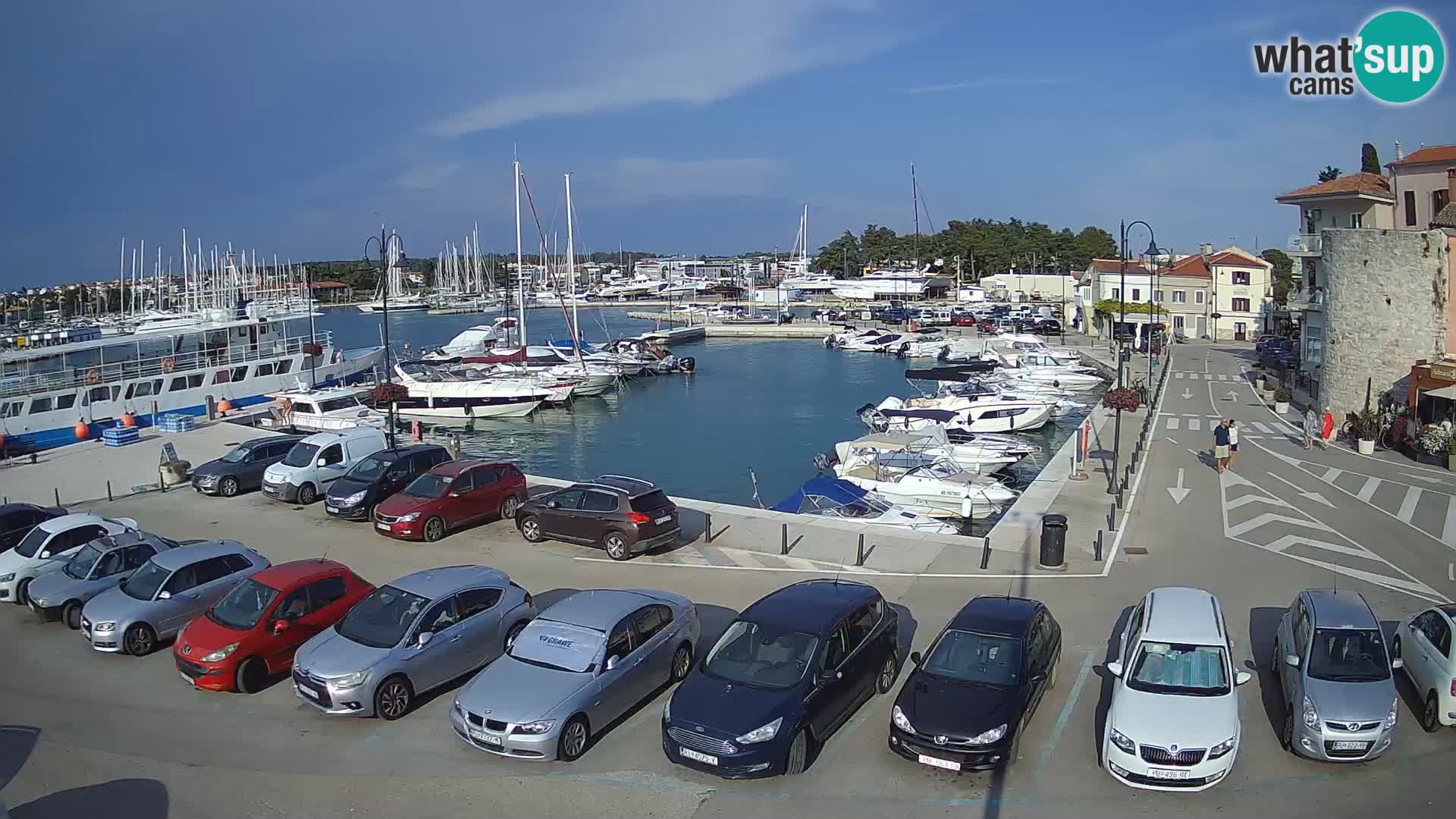 Novigrad | Porporela marina