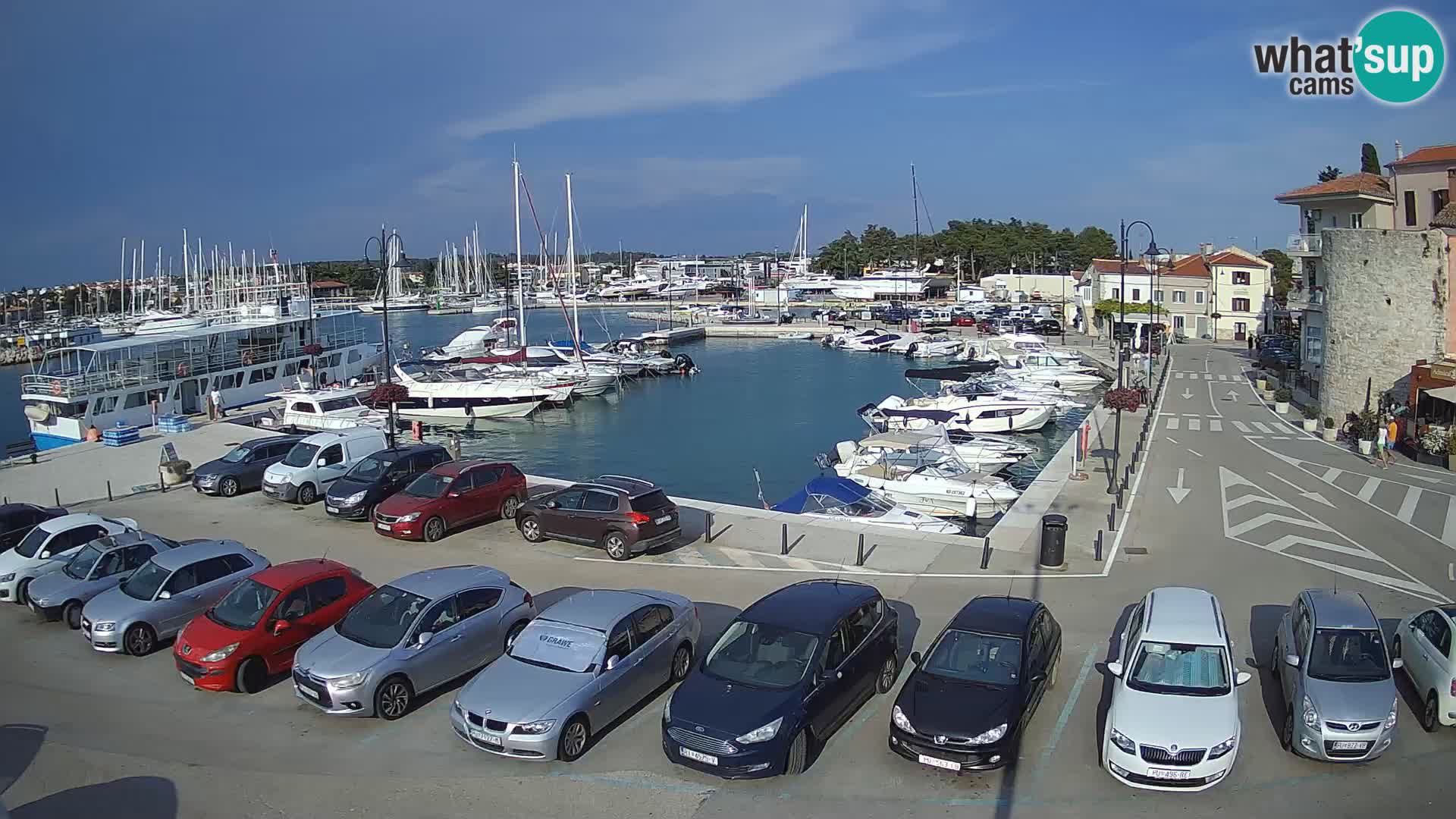 Novigrad | Porporela marina