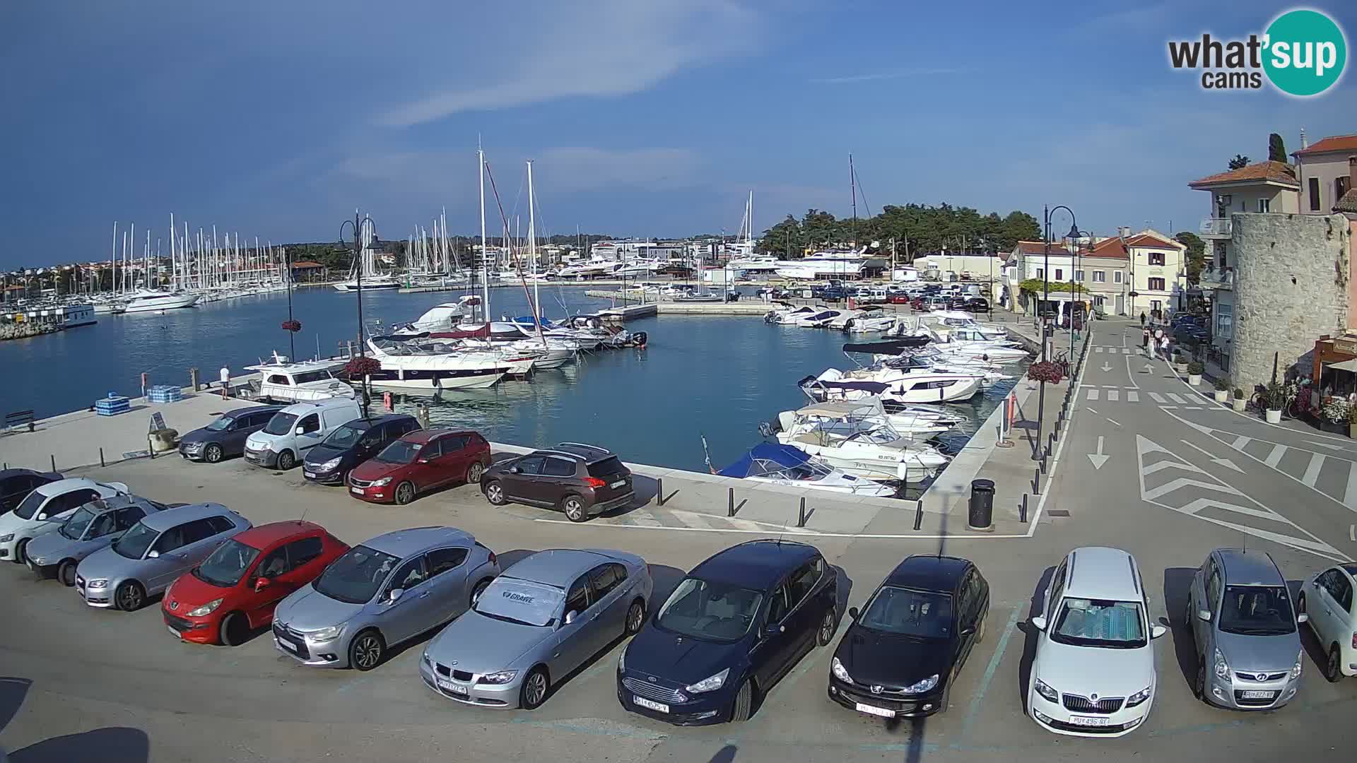 Novigrad | Porporela marina
