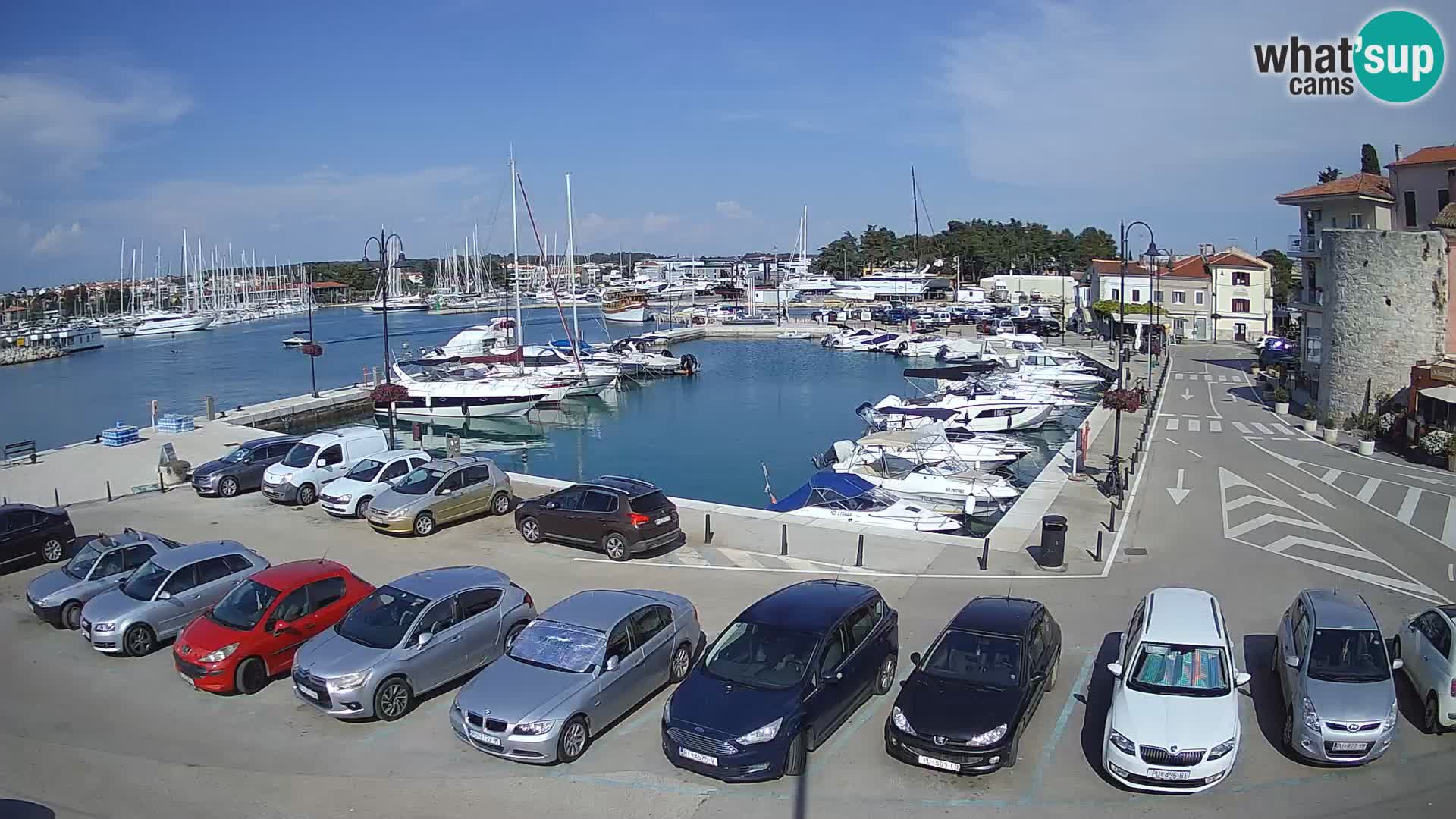 Novigrad | Porporela marina