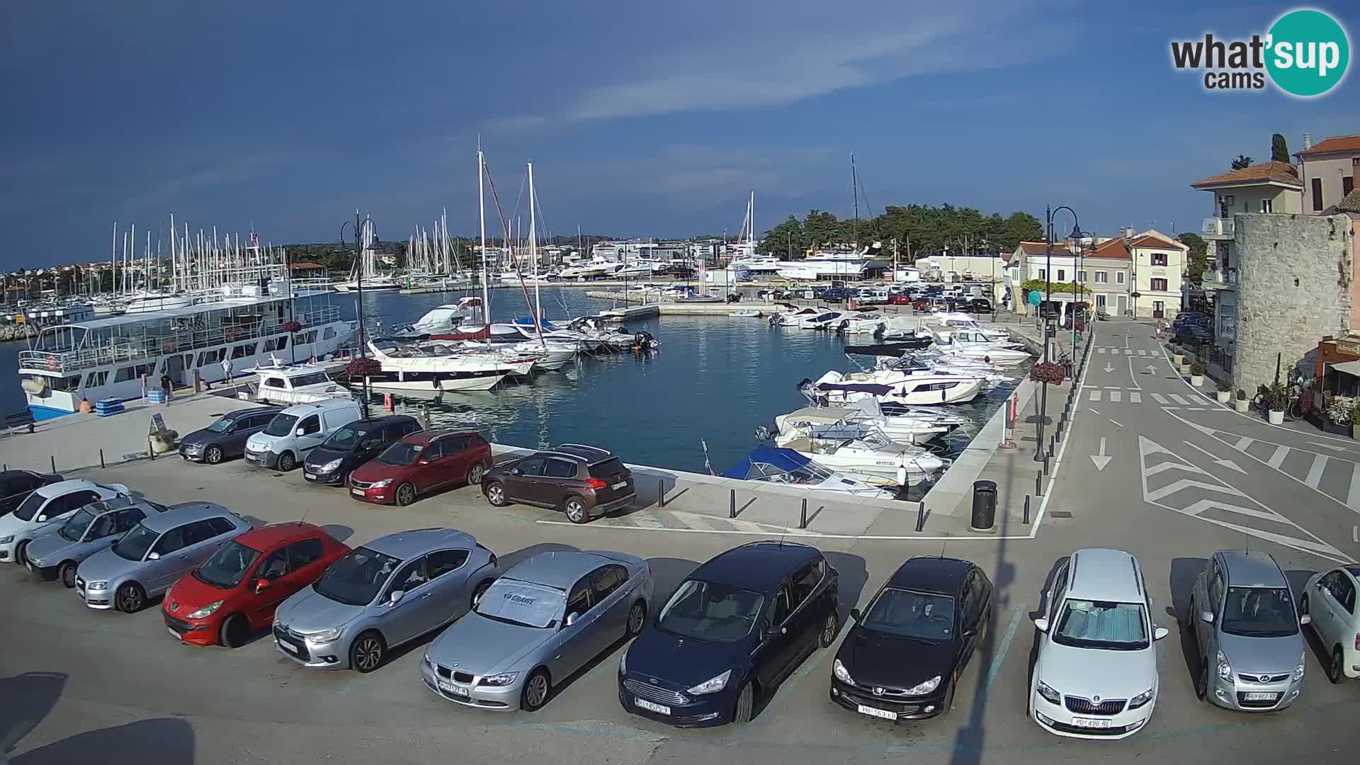 Novigrad | Porporela marina