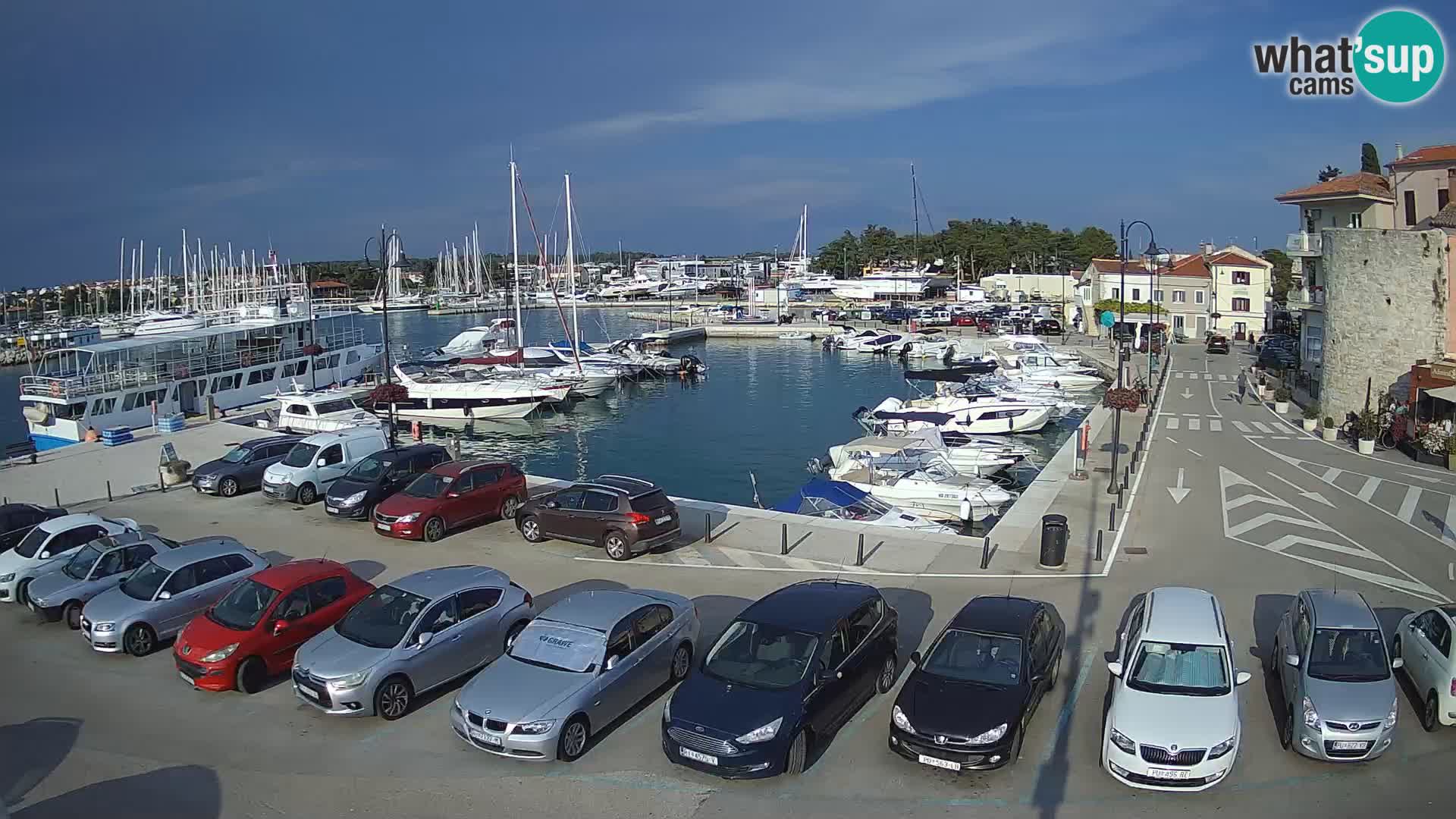 Novigrad | Porporela marina