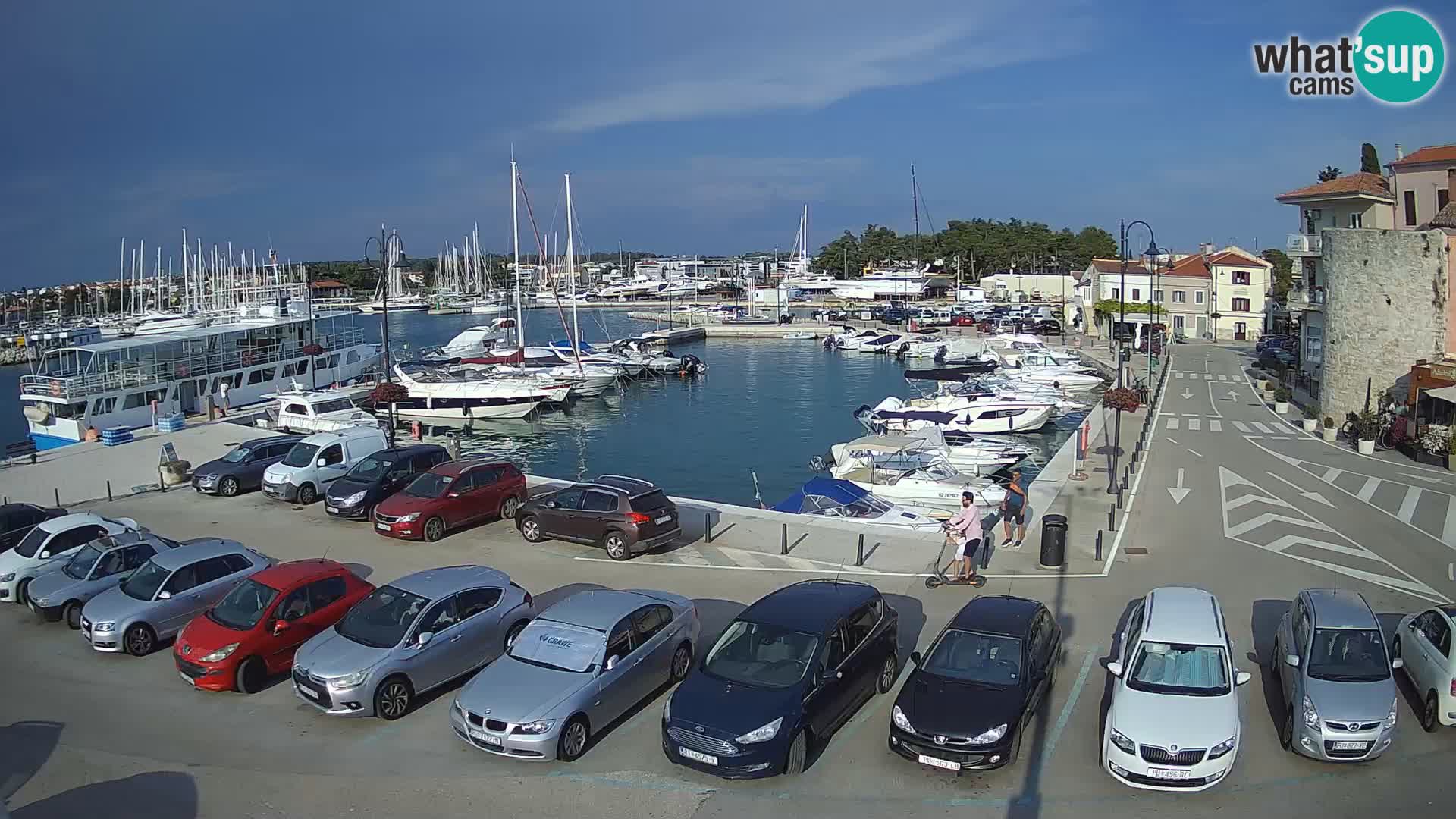 Novigrad | Porporela marina