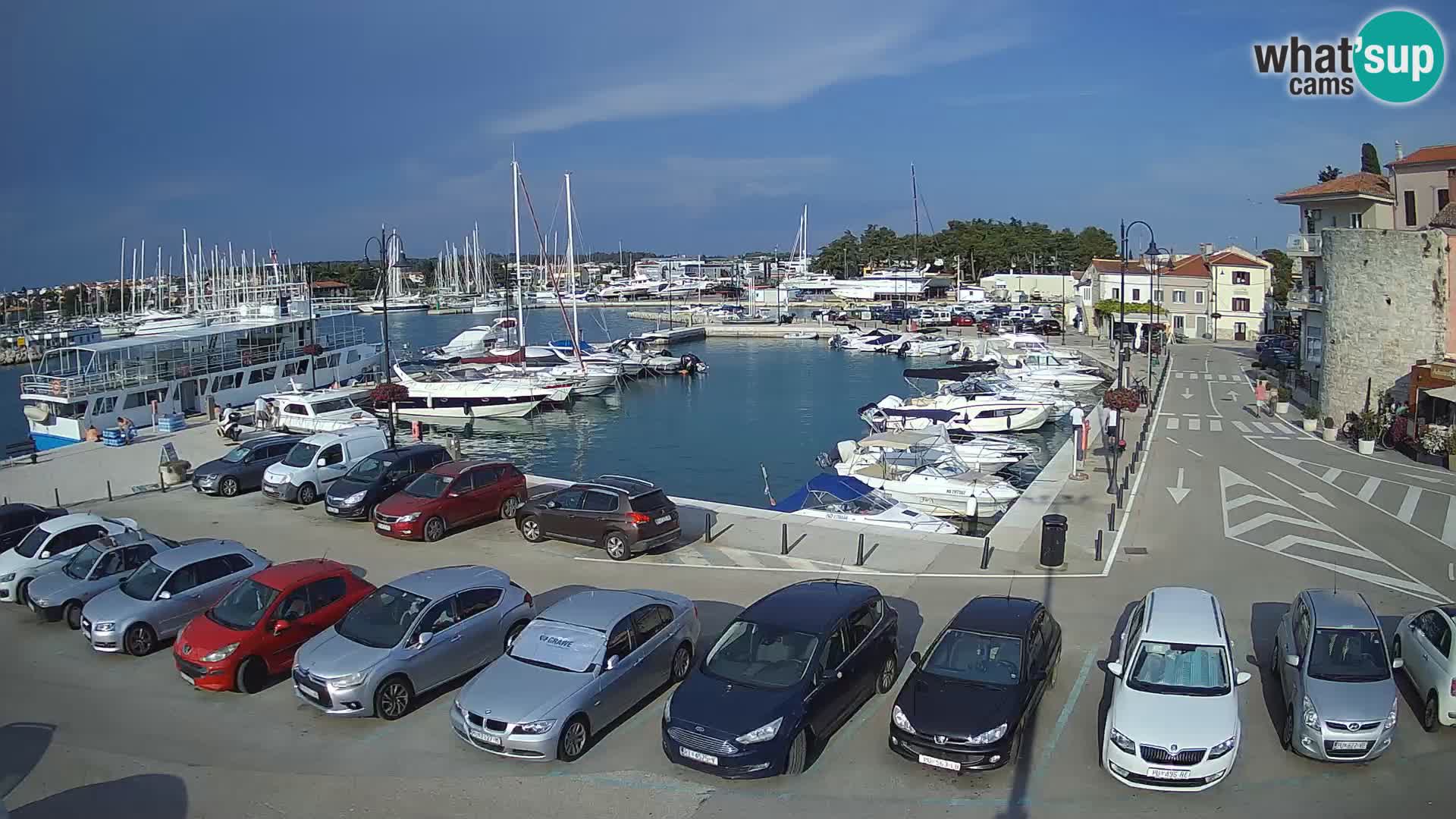 Novigrad | Porporela marina