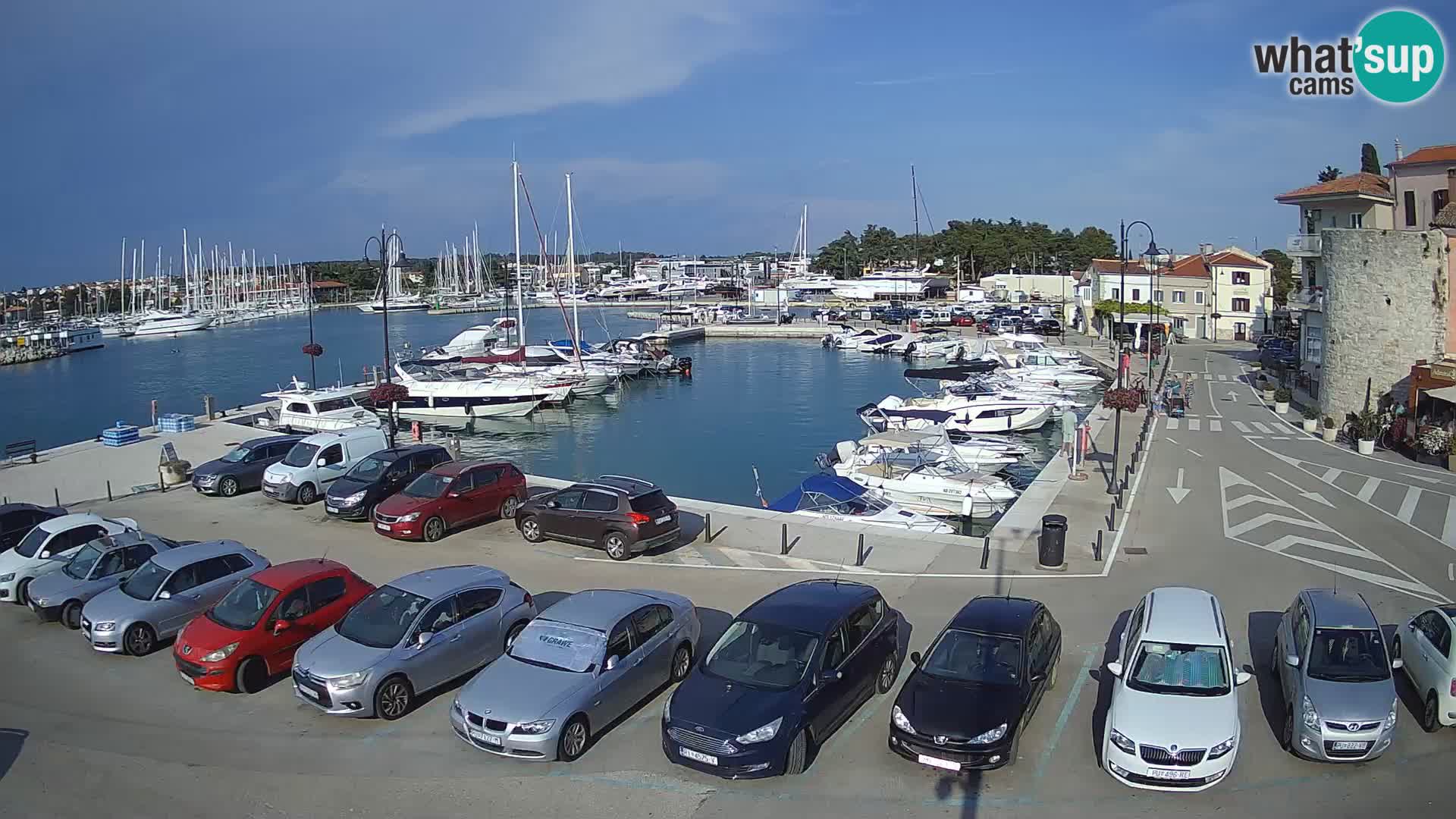 Novigrad | Porporela marina