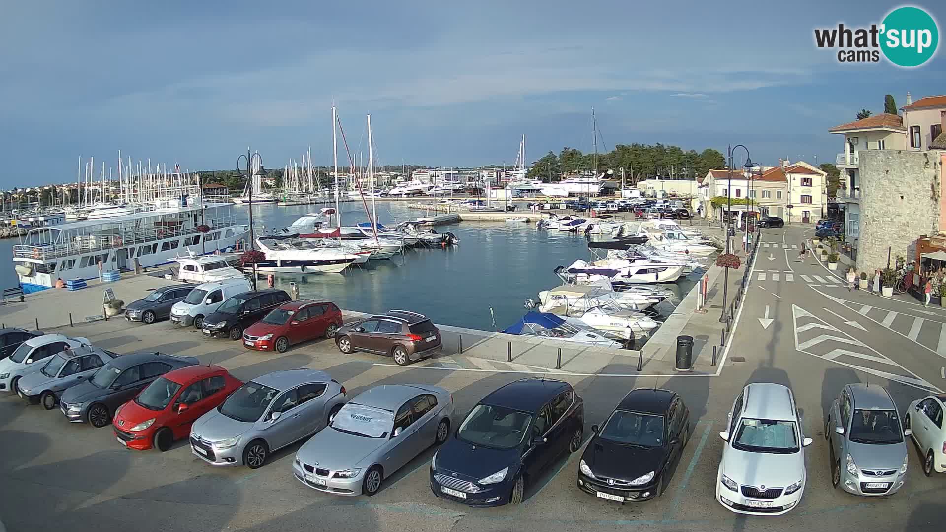 Novigrad | Porporela marina