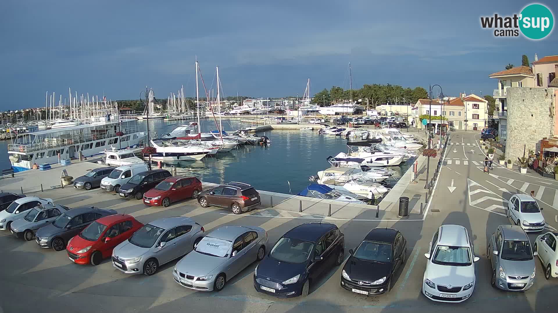 Novigrad | Porporela marina