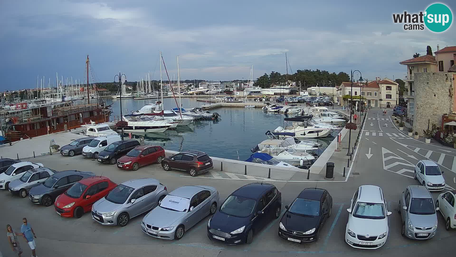 Novigrad | Porporela marina