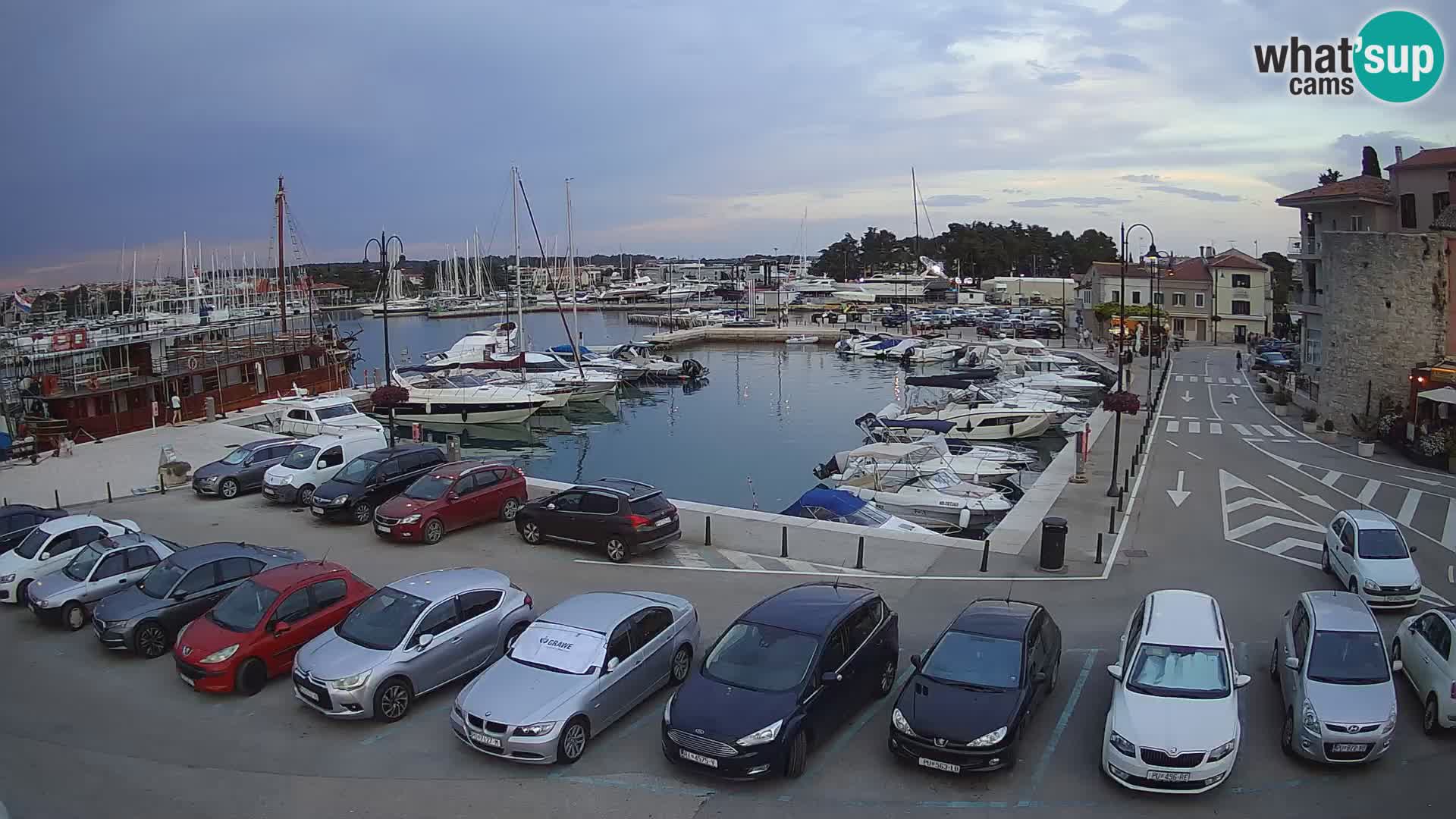 Novigrad | Porporela marina