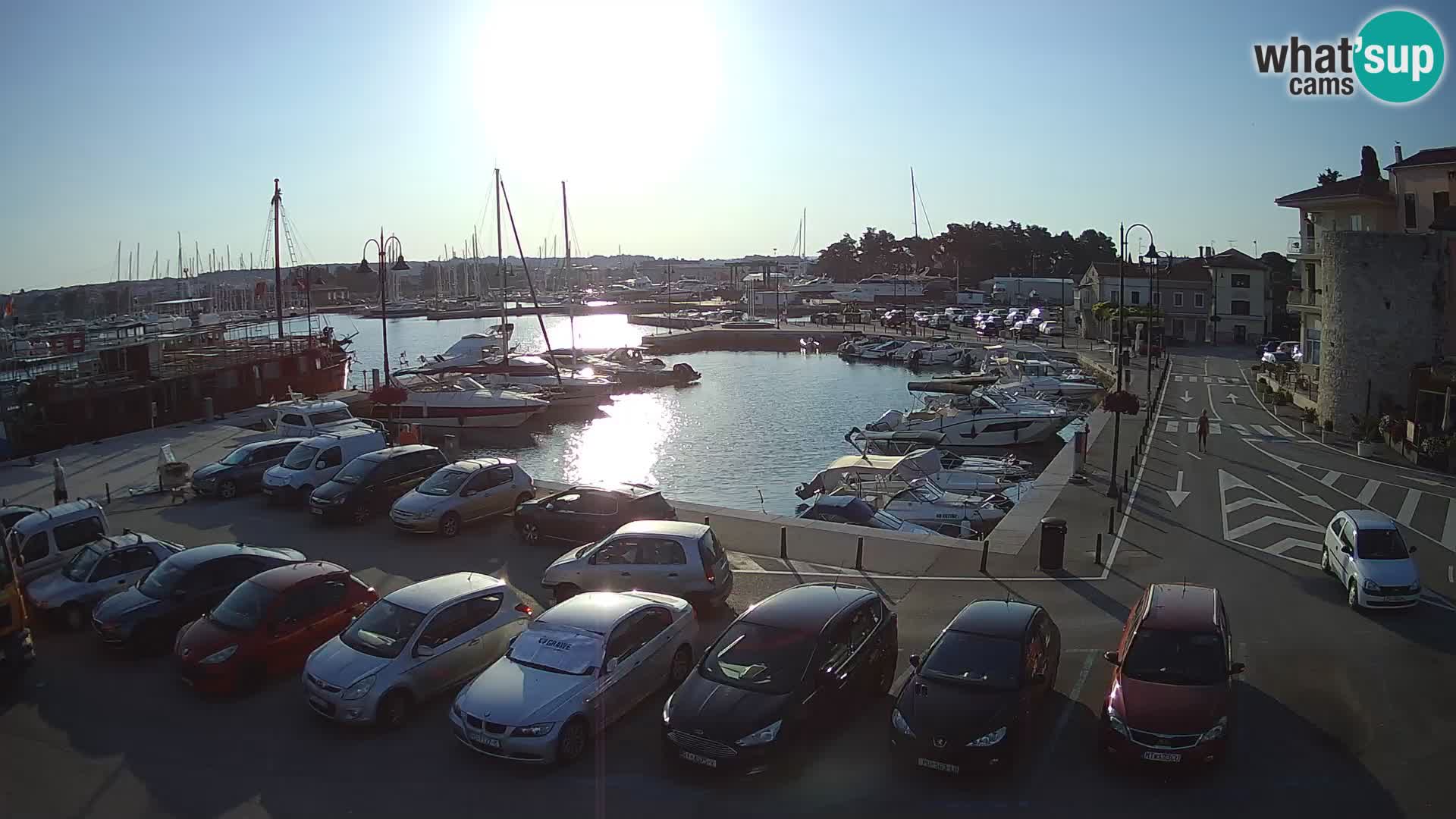 Novigrad | Porporela marina