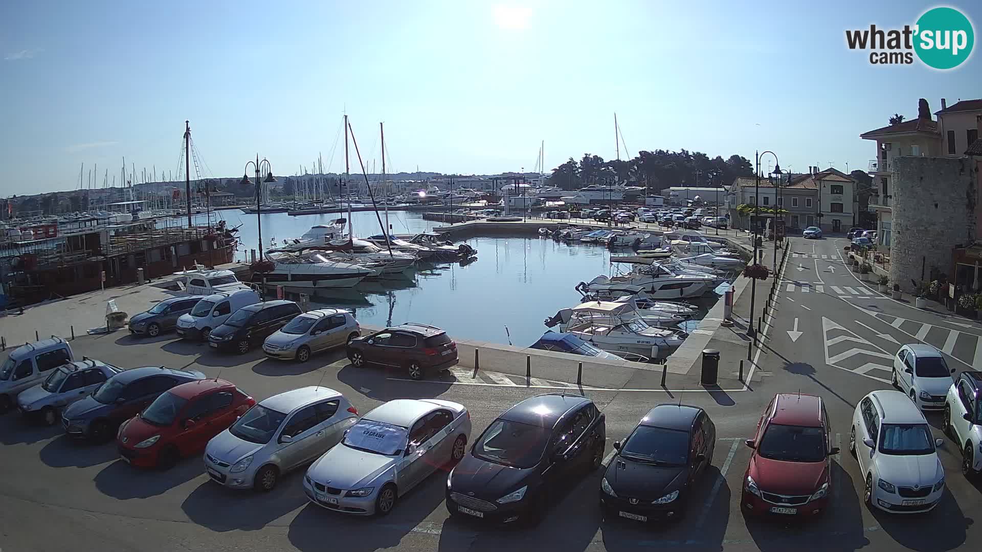 Novigrad | Porporela marina