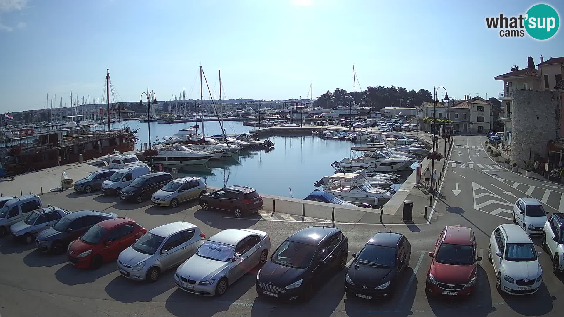 Novigrad | Porporela marina