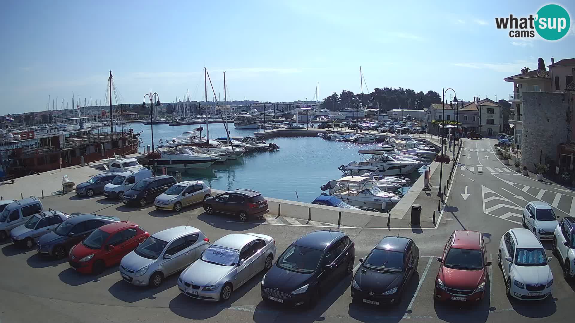 Novigrad | Porporela marina