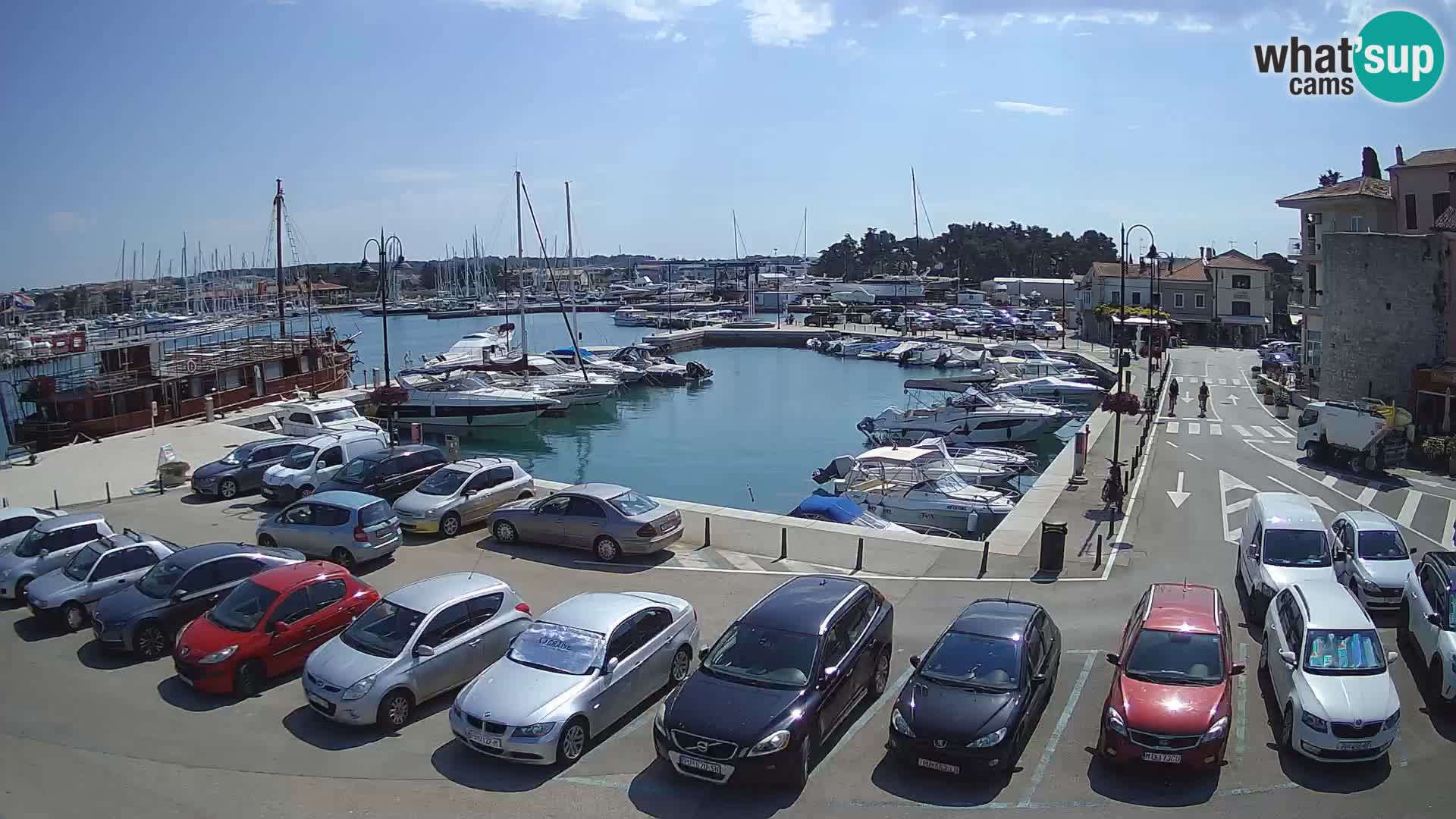 Novigrad | Porporela marina