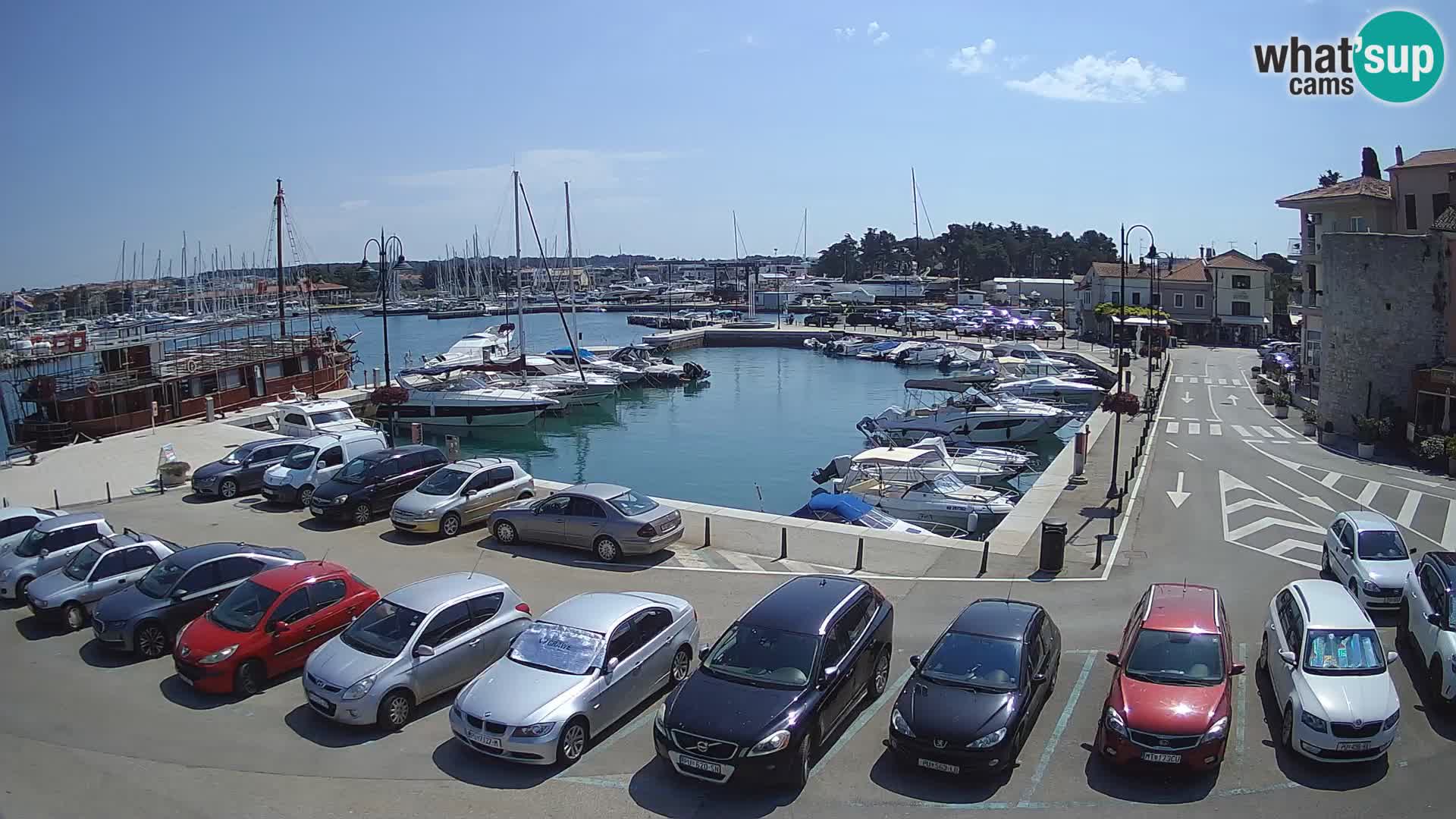 Novigrad | Porporela marina