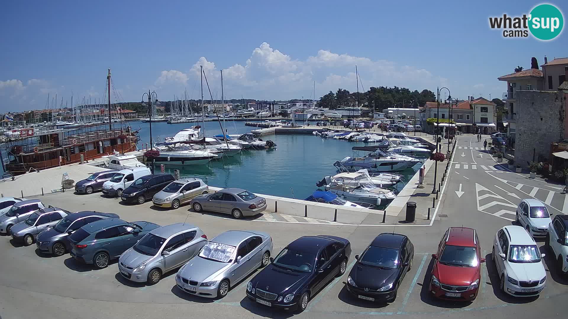Novigrad | Porporela marina