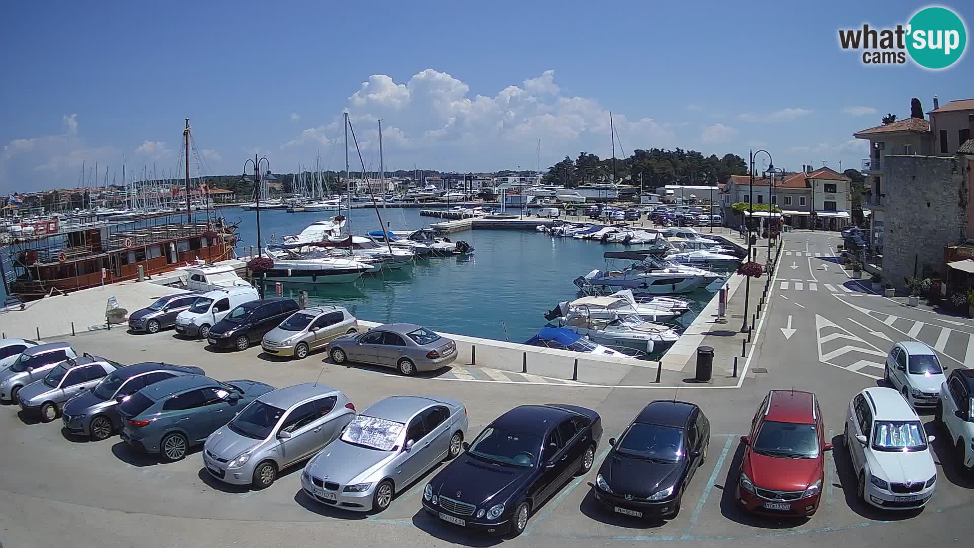 Novigrad | Porporela marina