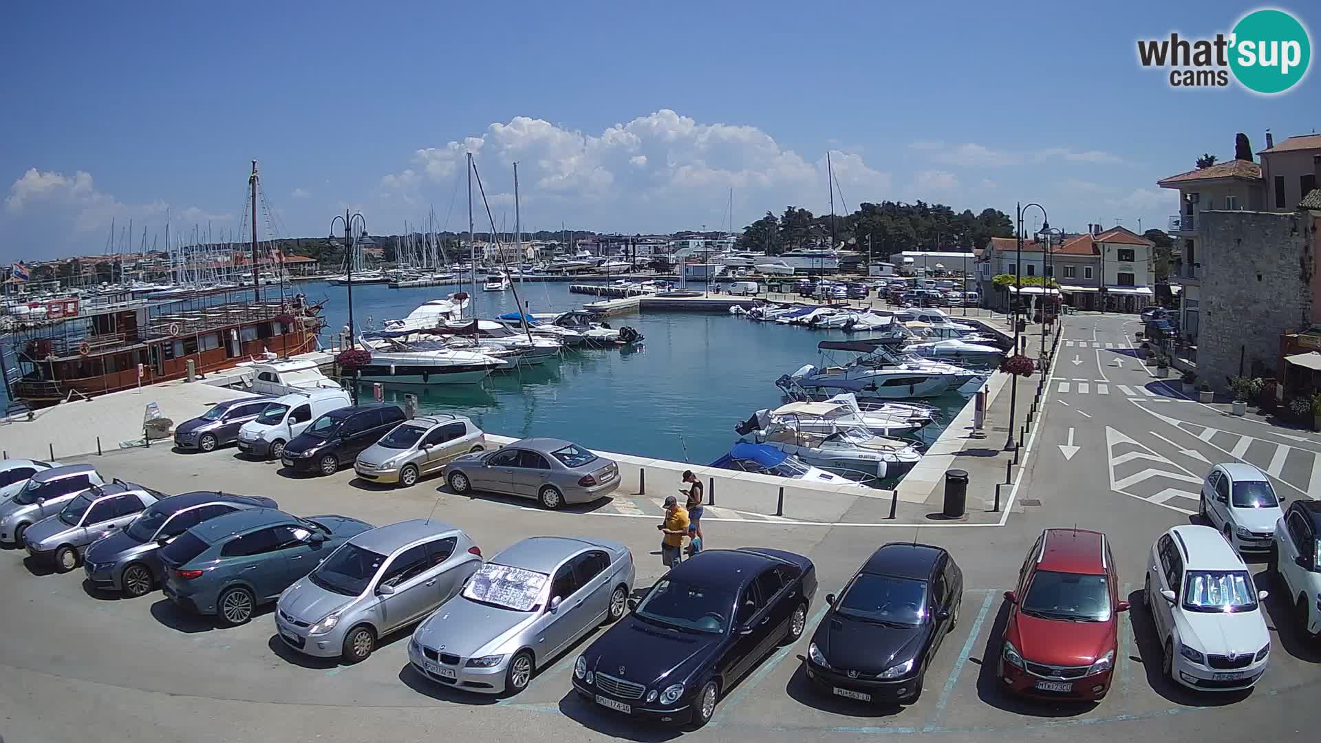 Novigrad | Porporela marina