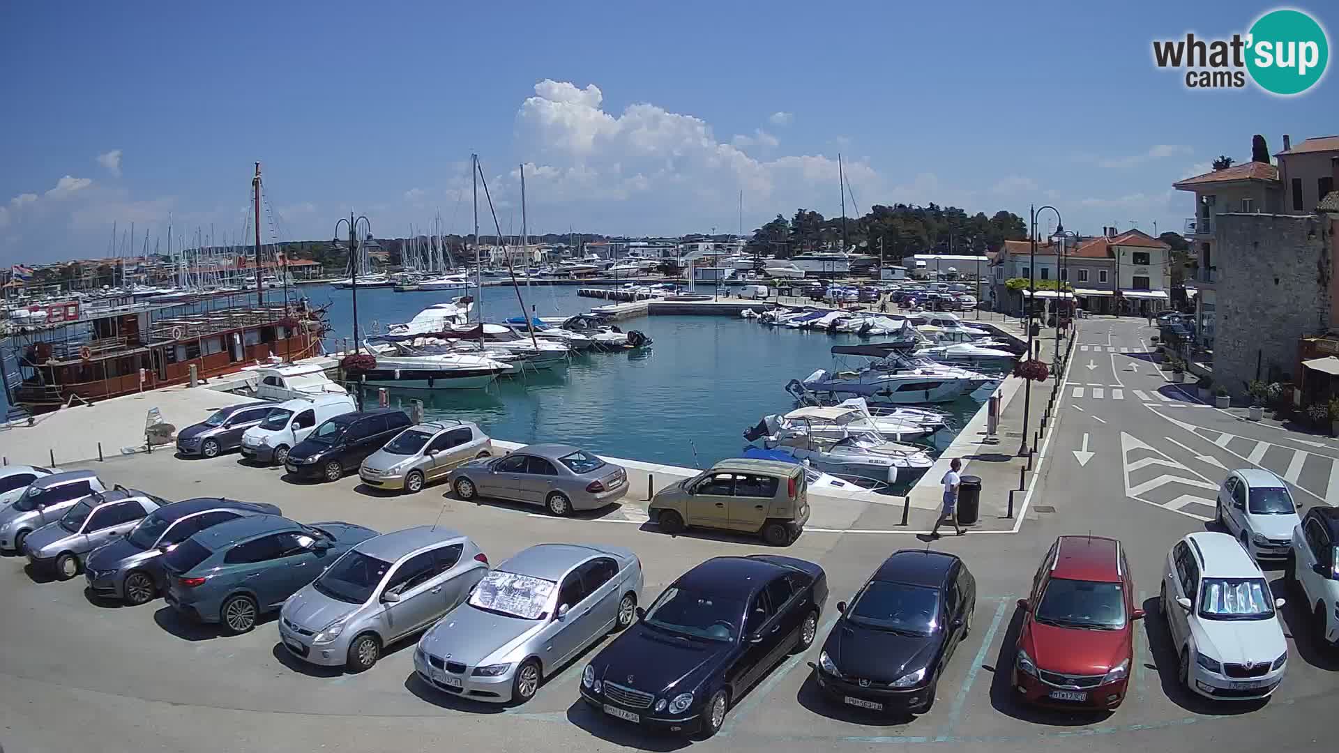 Novigrad | Porporela marina