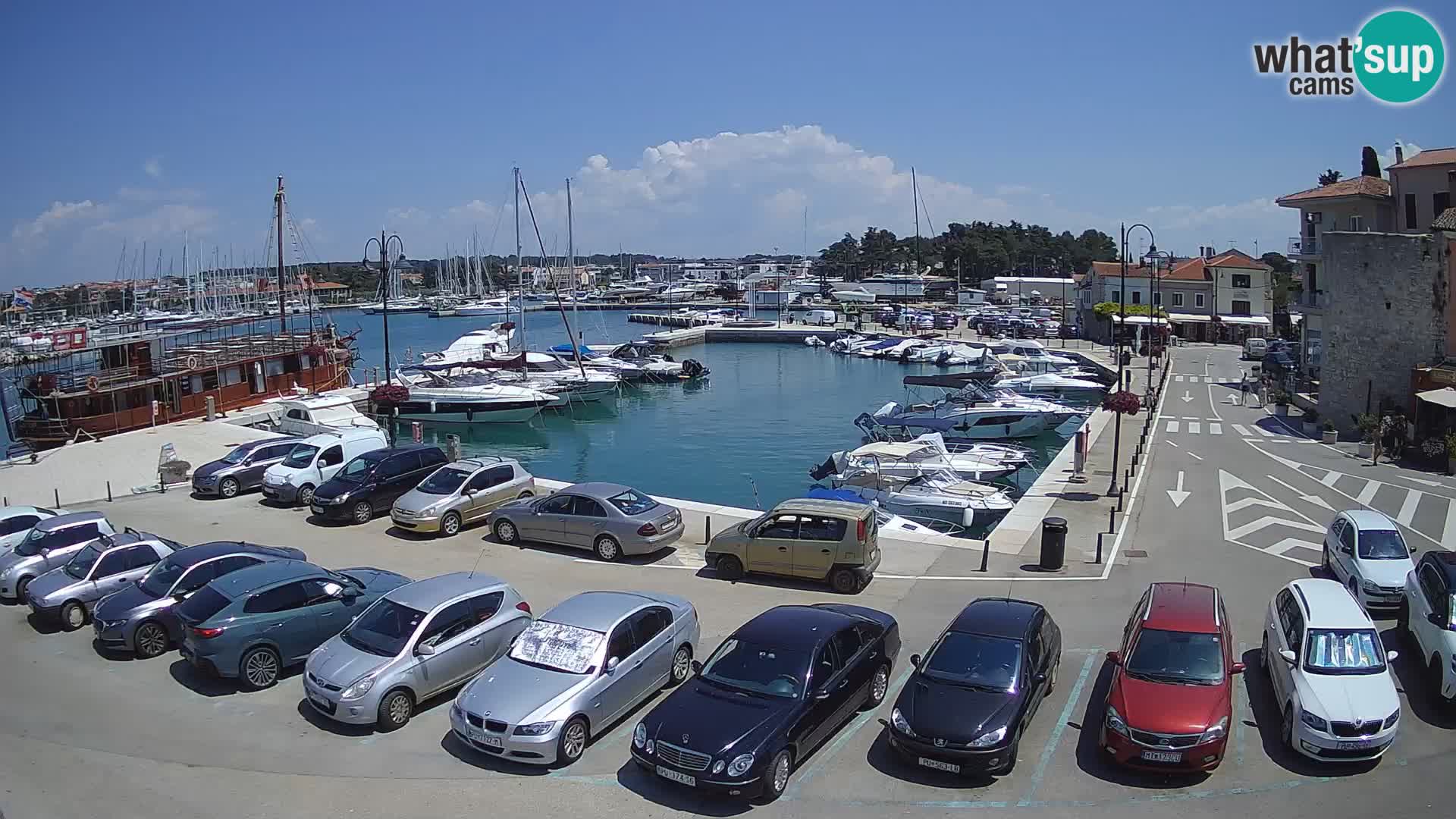 Novigrad | Porporela marina