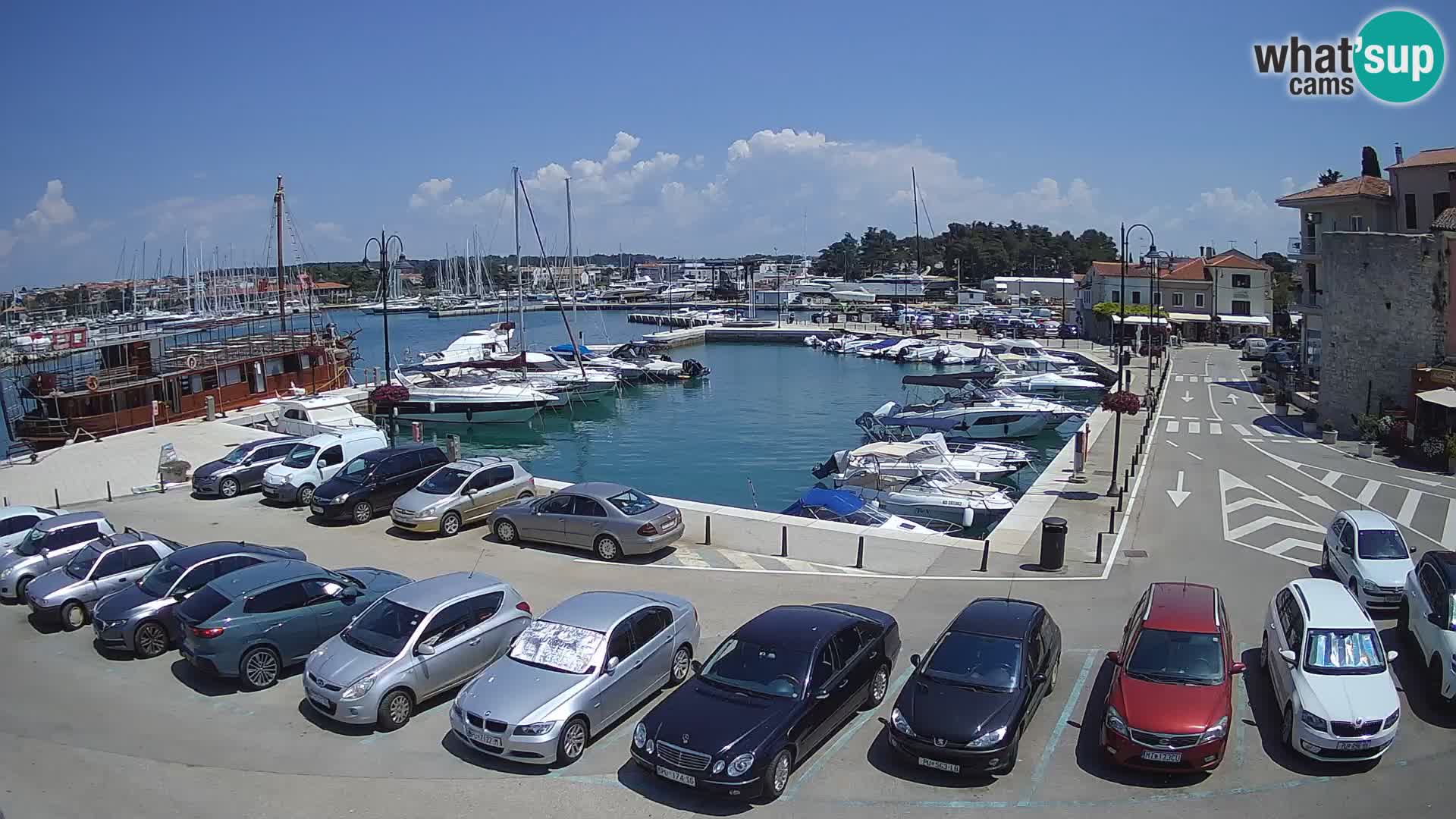 Novigrad | Porporela marina