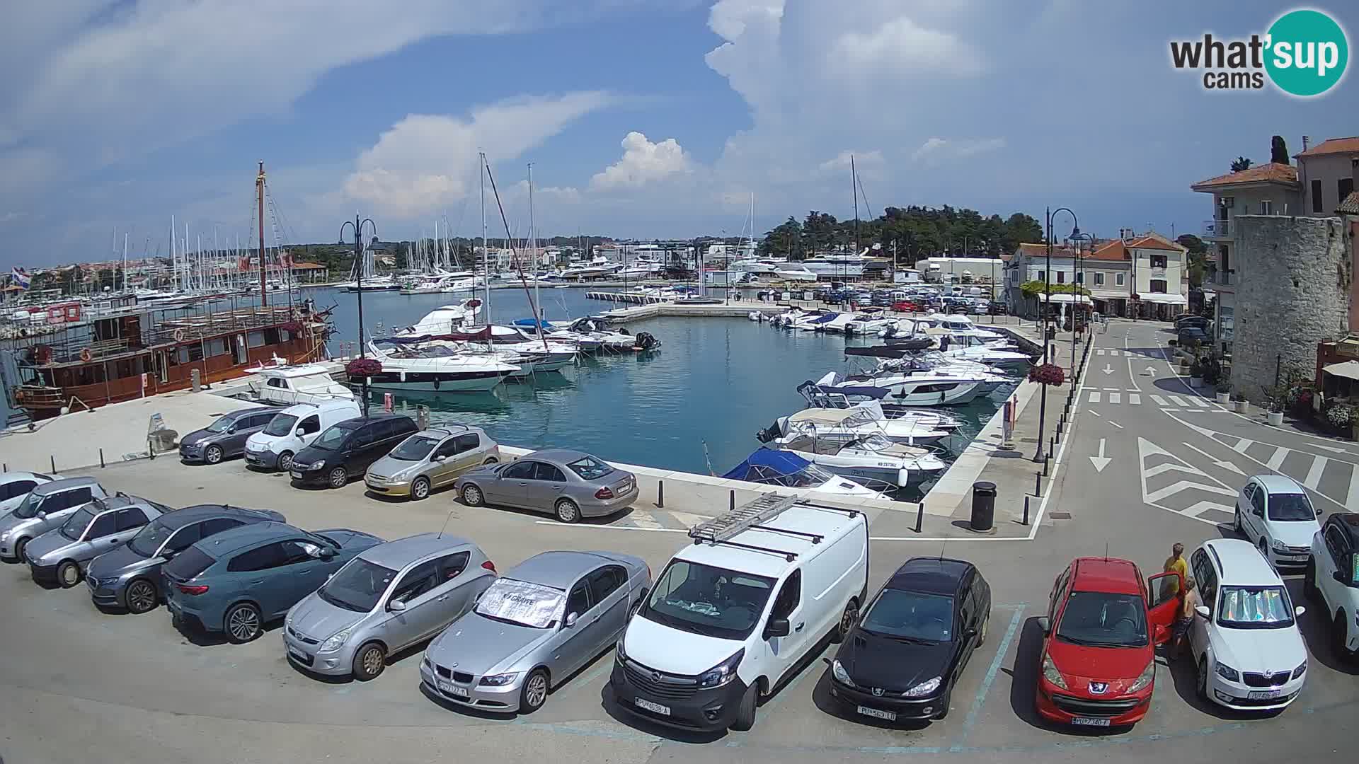 Novigrad | Porporela marina