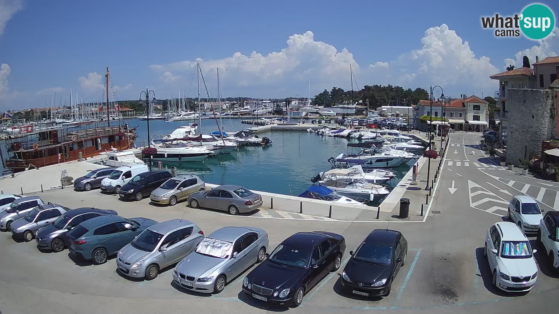 Novigrad | Porporela marina