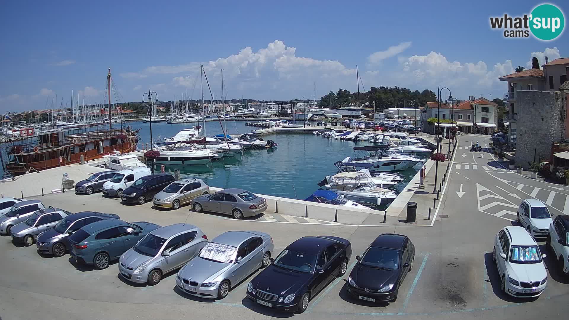 Novigrad | Porporela marina