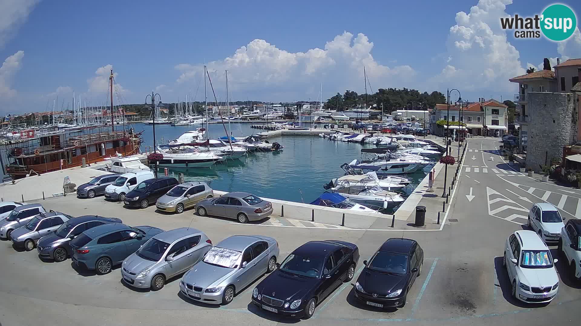 Novigrad | Porporela marina