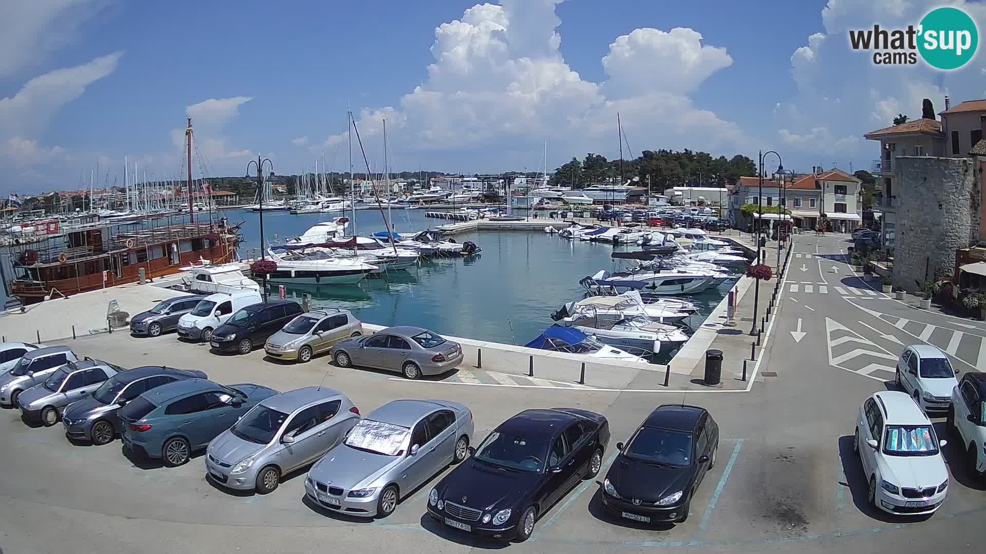 Novigrad | Porporela marina
